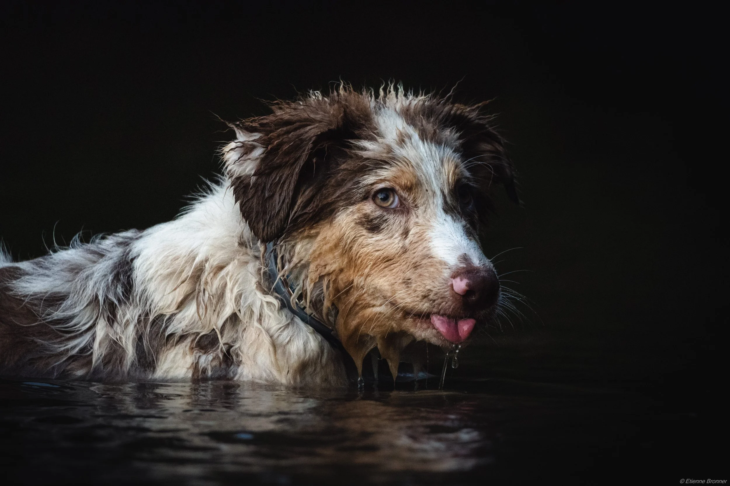 Un chien mouillé avec une robe tricolore blanc, marron et noir, buvant de l'eau dans une surface sombre et à fond noir.