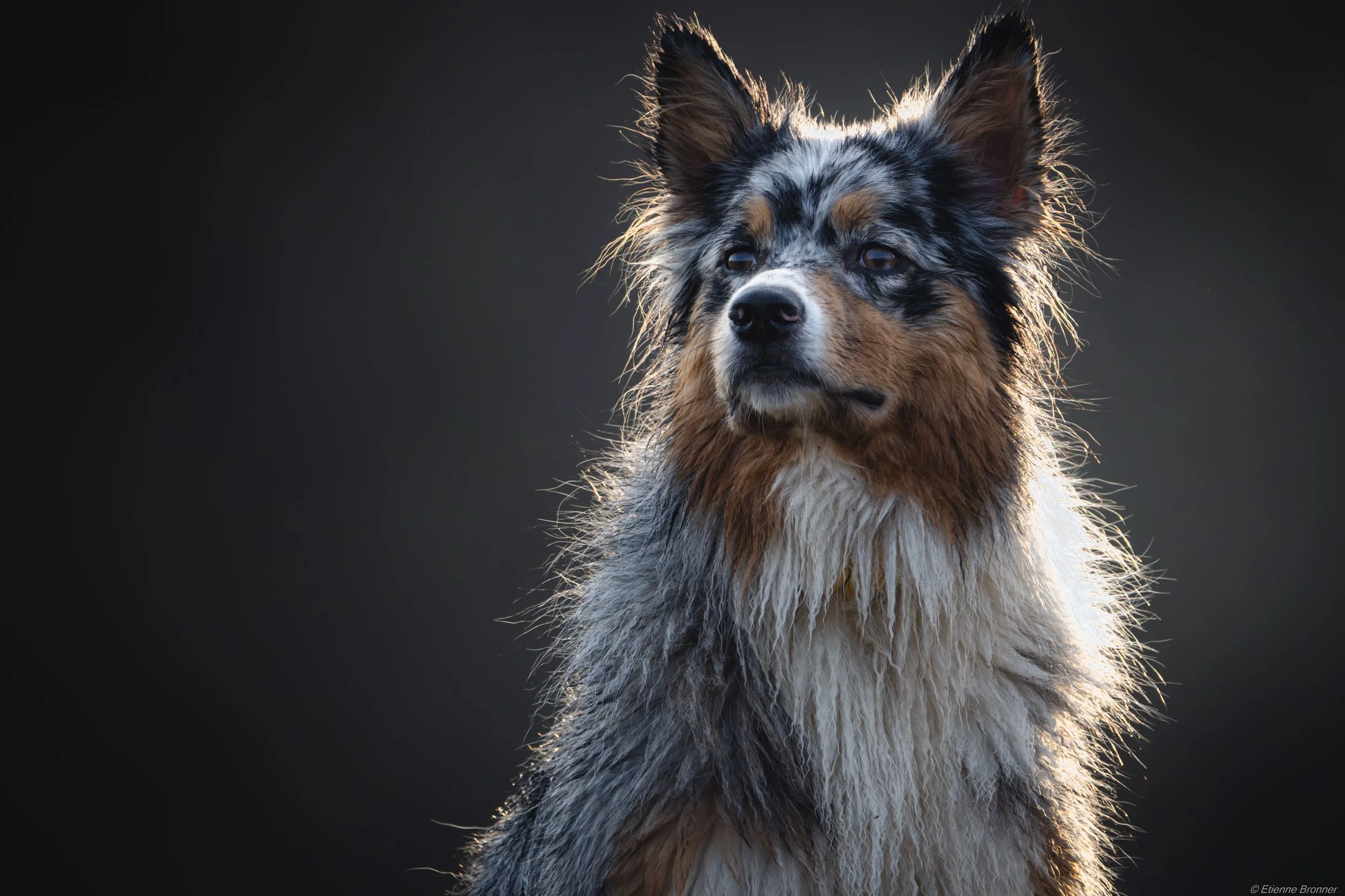 Un chien de race berger australien avec une fourrure gris, noir, blanc, et brun, regardant vers la droite, avec un fond noir.