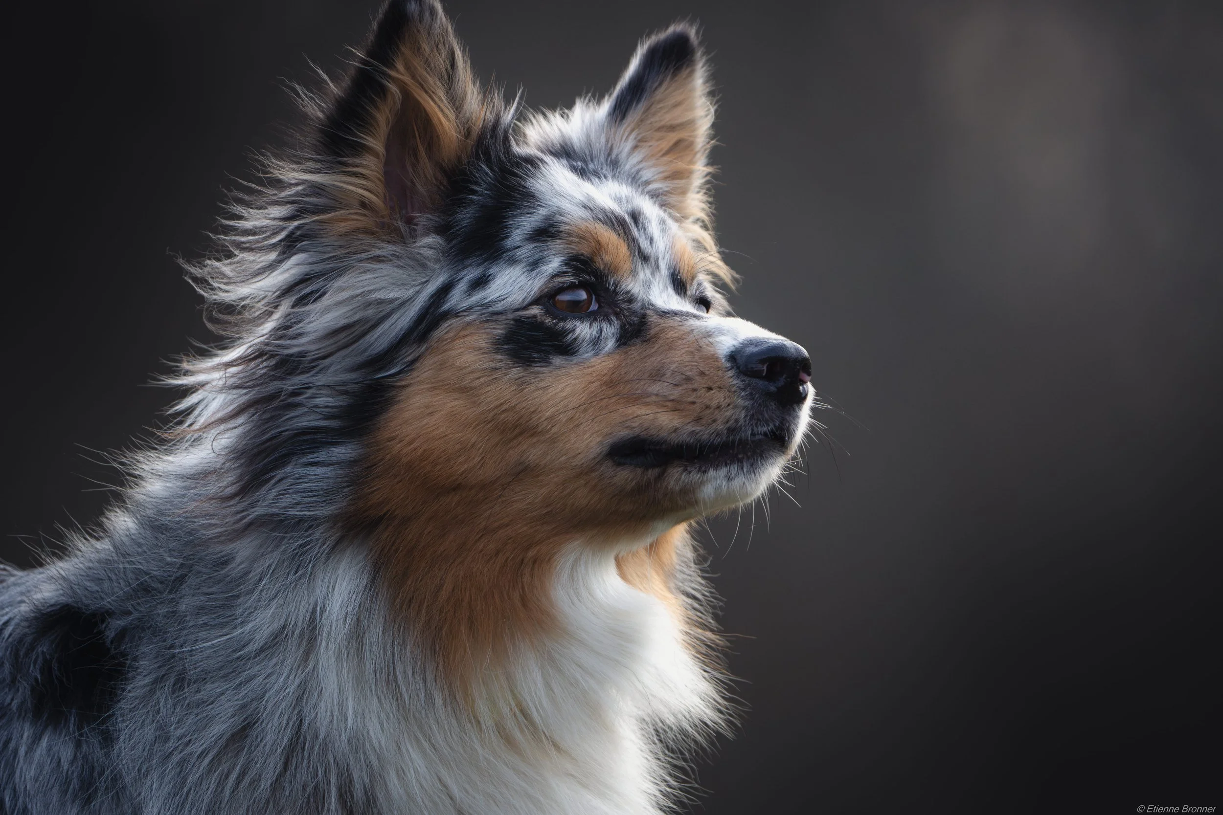 Un chien de race berger australien avec un pelage multicolore et des yeux marrons, regardant vers la droite, contre un fond sombre.