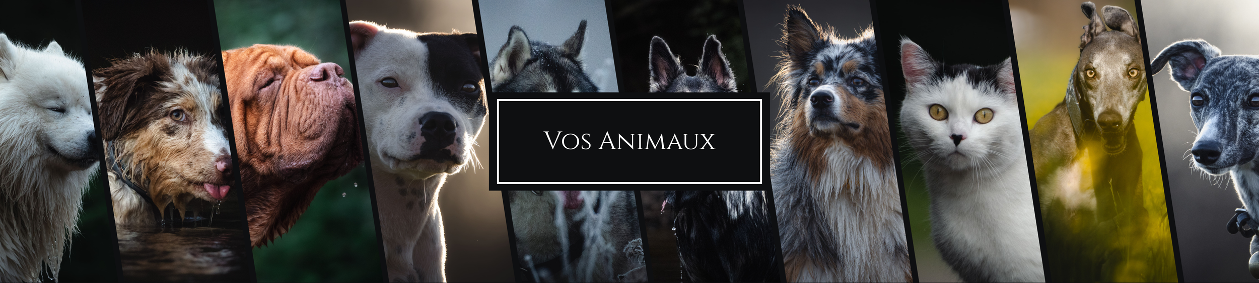 Bannière animaux Etienne Bronner Photographie