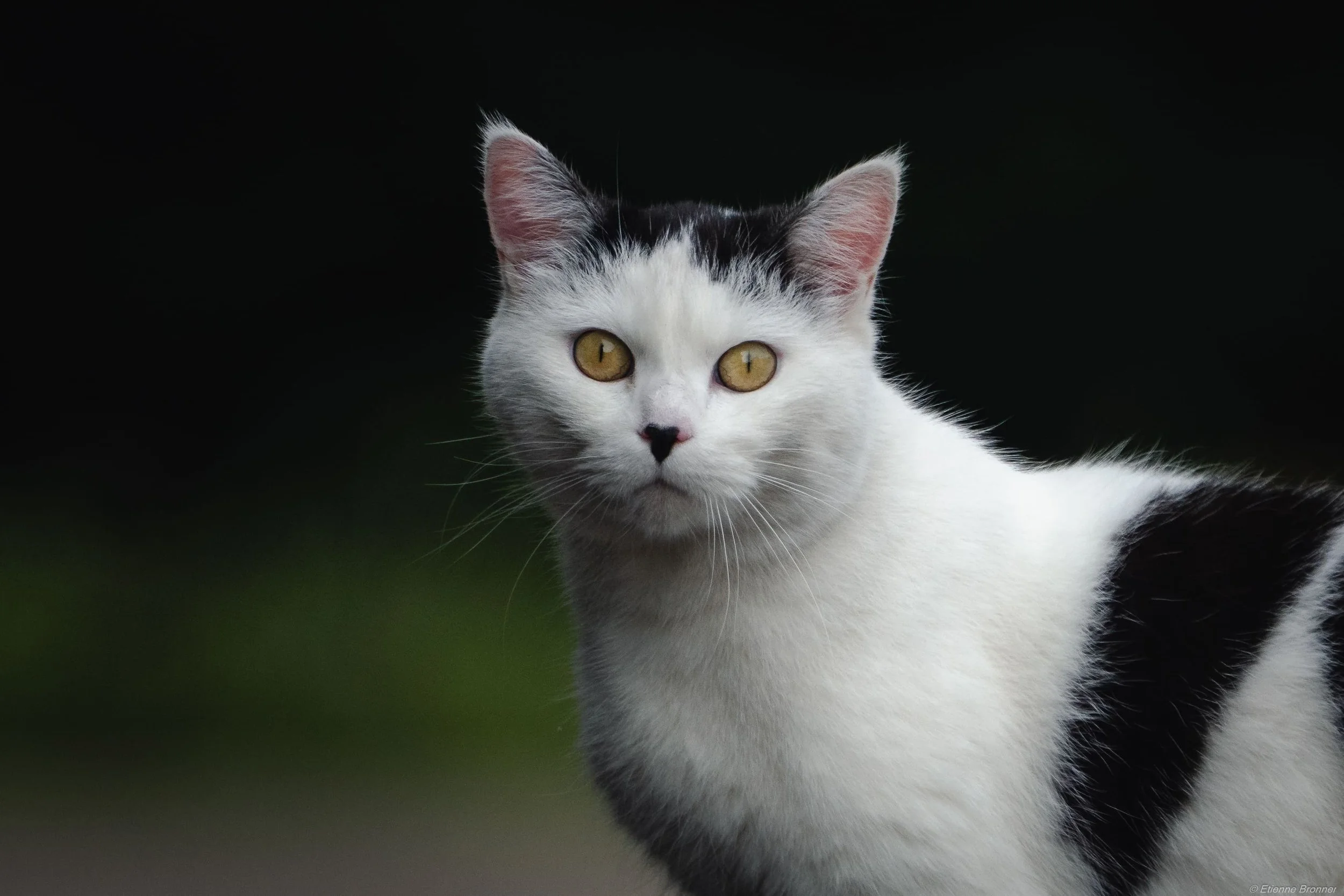 Un chat blanc et noir avec des yeux jaunes, contre un fond sombre.