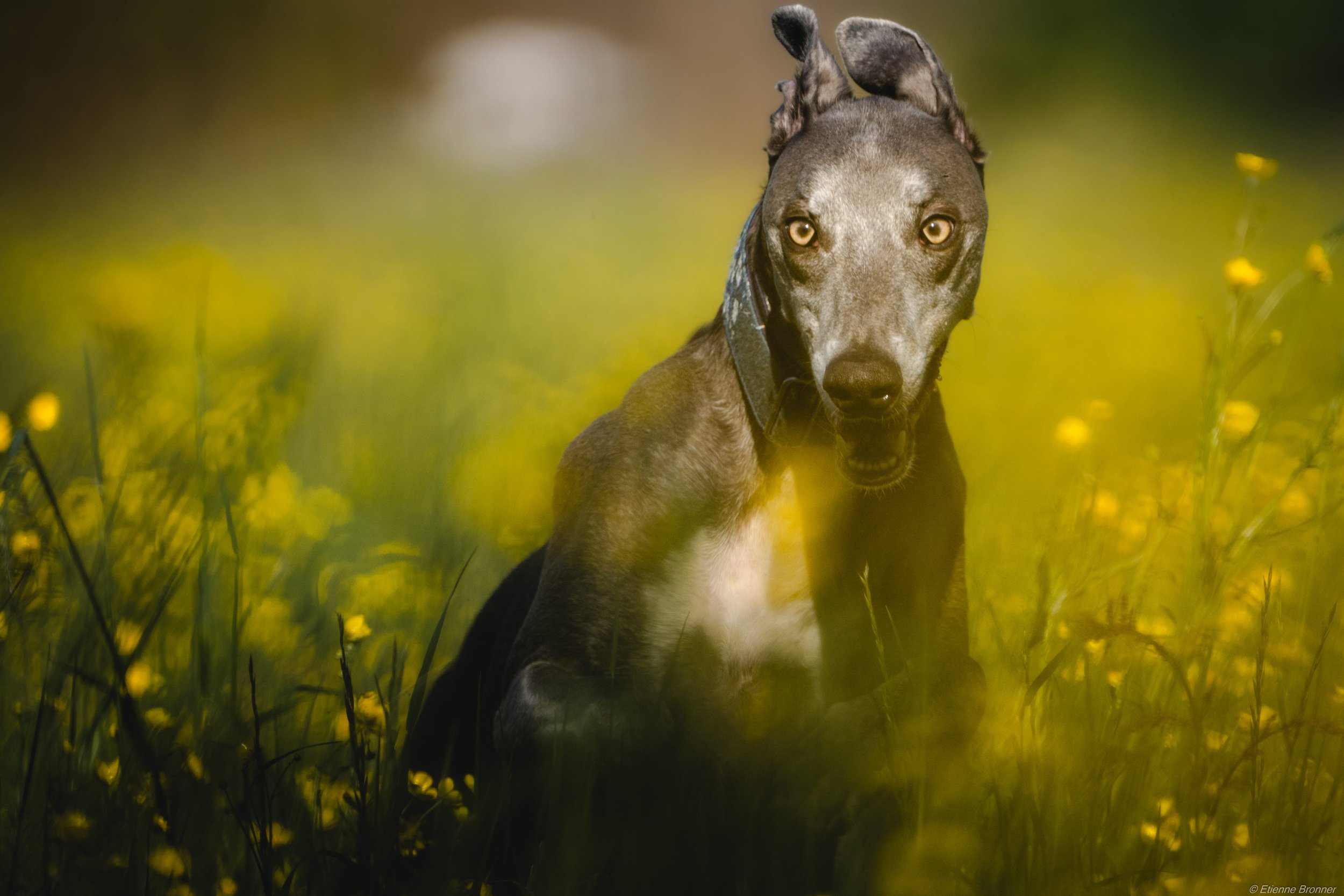 Un chien de race lévrier greyhound ou whippet, en position assise dans un champ de fleurs jaunes au soleil, regardant vers l'objectif.