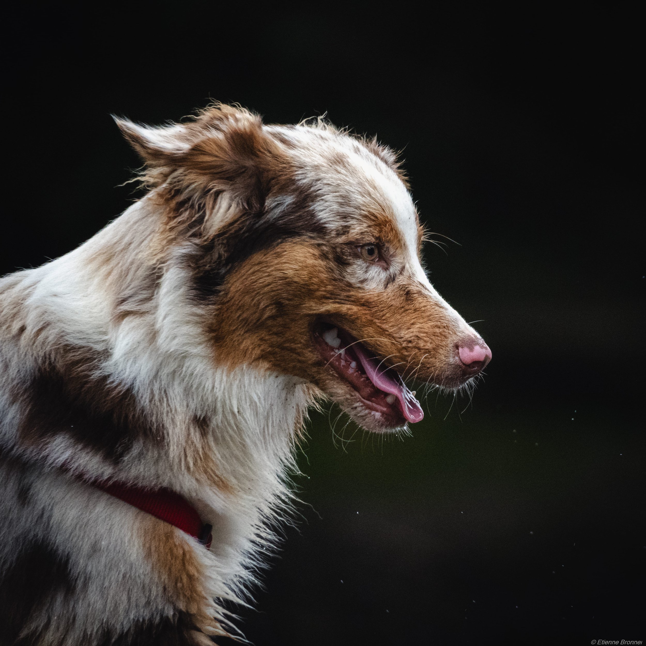 Profil d'un chien avec une fourrure brune, blanche et noire, portant un collier rouge, sur fond noir.