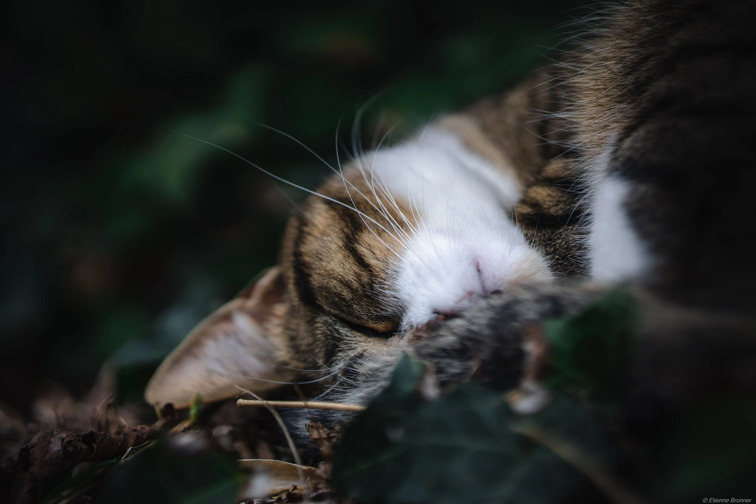 Un chat tacheté de blanc, noir et marron, allongé dans la nature, semblant dormir ou se détendre, avec un arrière-plan sombre et vert.