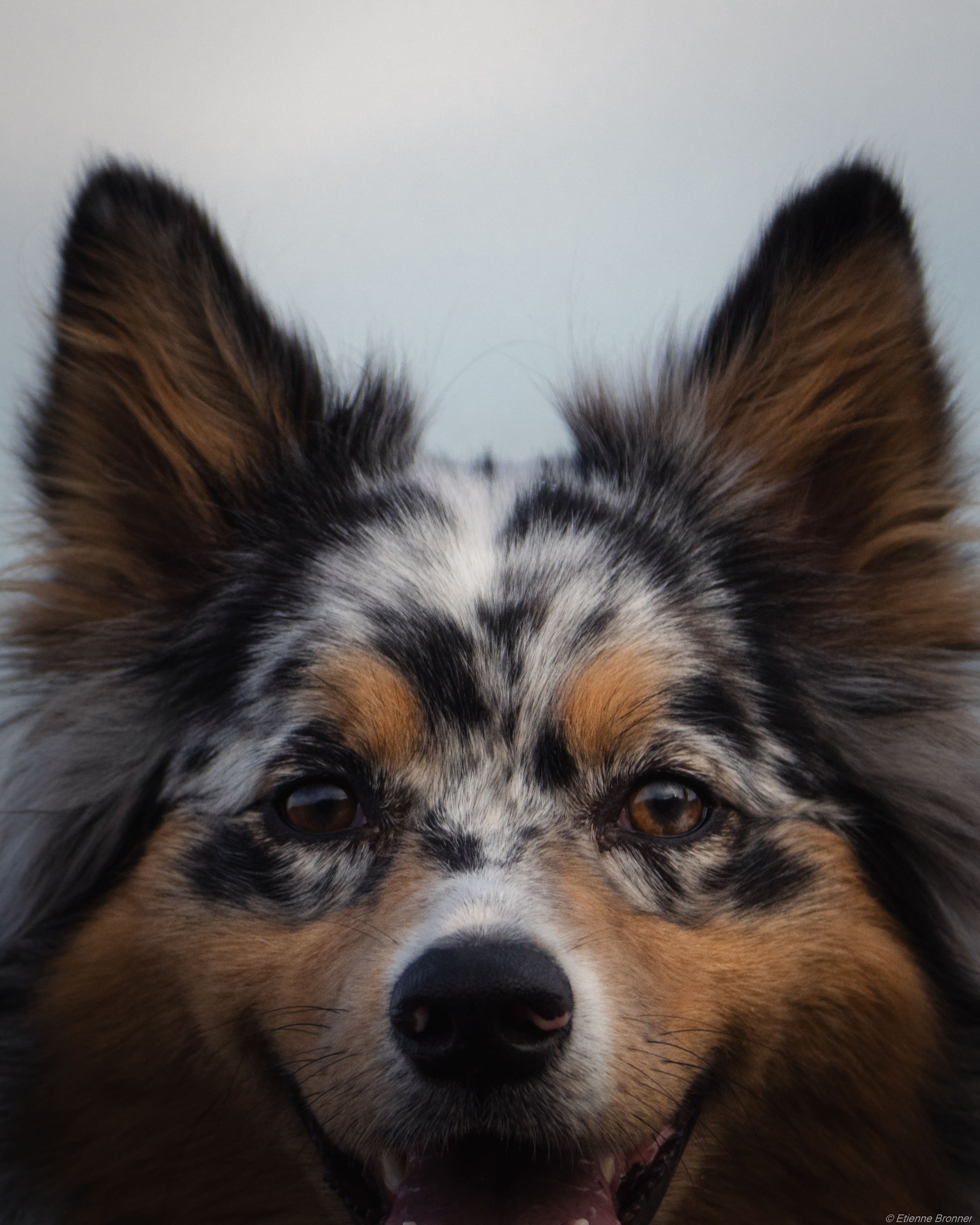 Un chien avec un pelage coloré, oreilles pointues et expression joyeuse.
