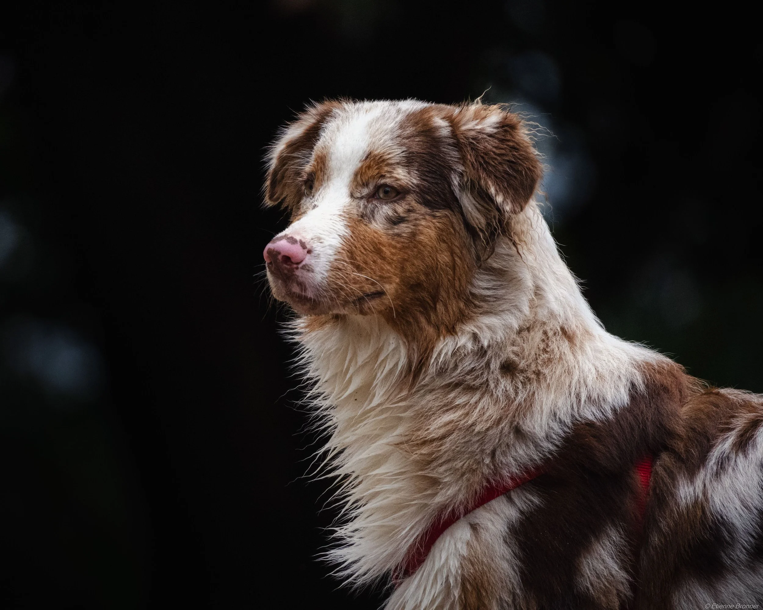 Chien de race australienne de garde, couleur marron et blanche, portant un collier rouge, avec un fond noir.