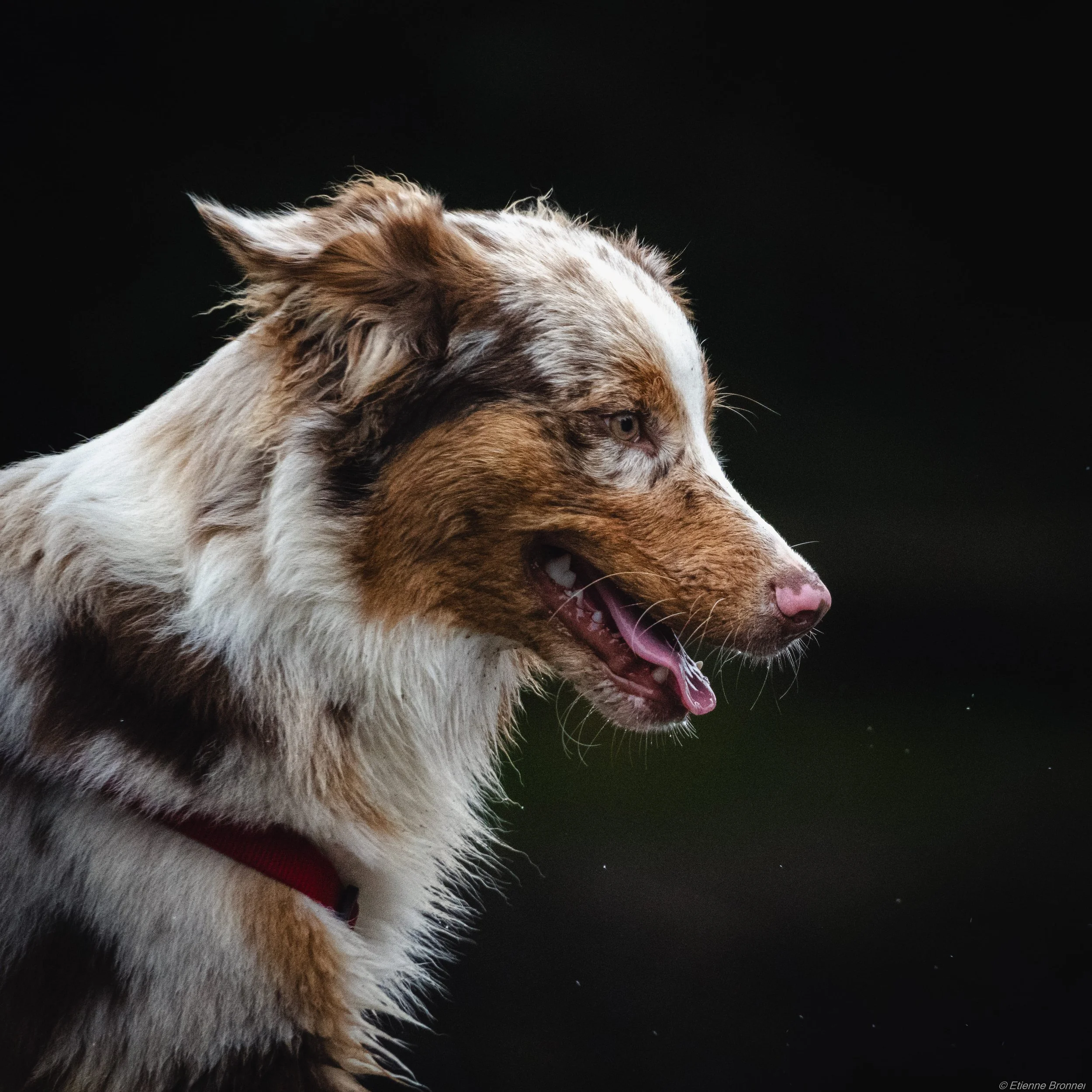 Portrait d'un berger australien de profil