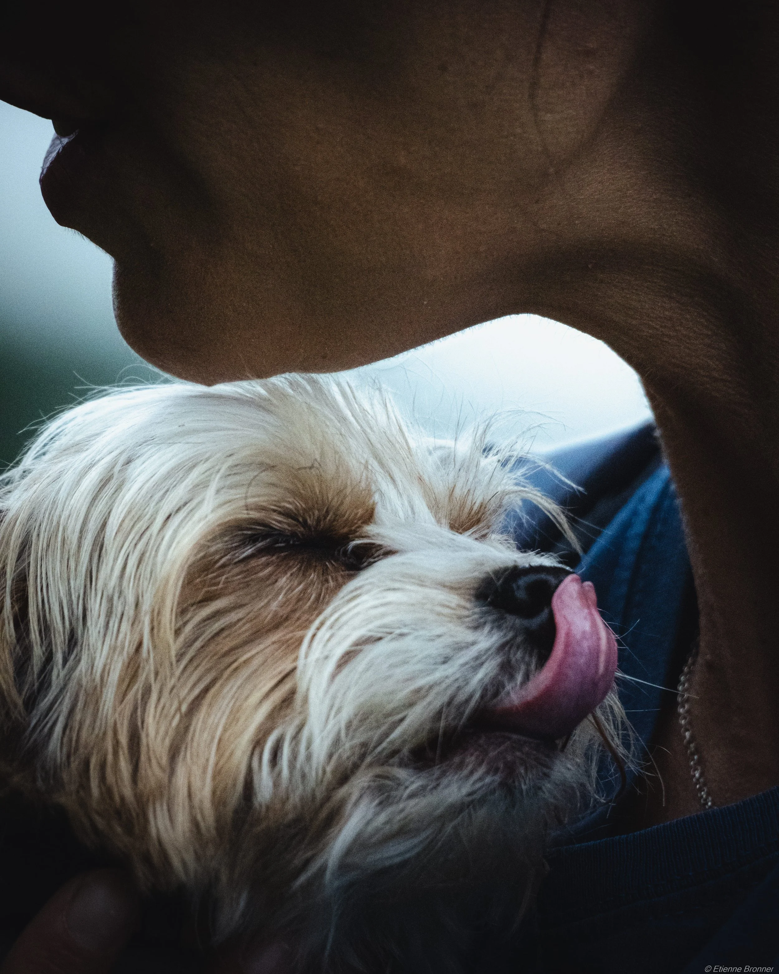 Un chien blanc avec la langue sortie, vu de profil, porté par une personne. La pièce est sombre, le fond est flou.