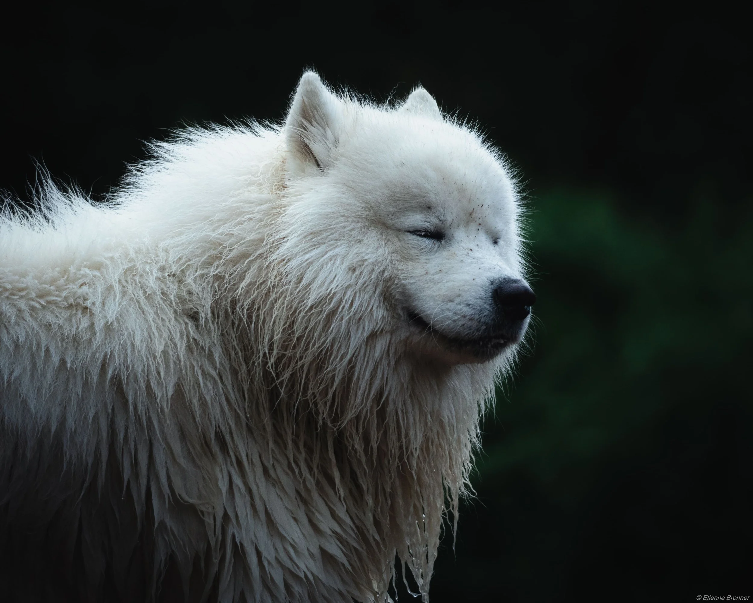 Un husky blanc avec des yeux fermés, par temps froid, fond sombre.