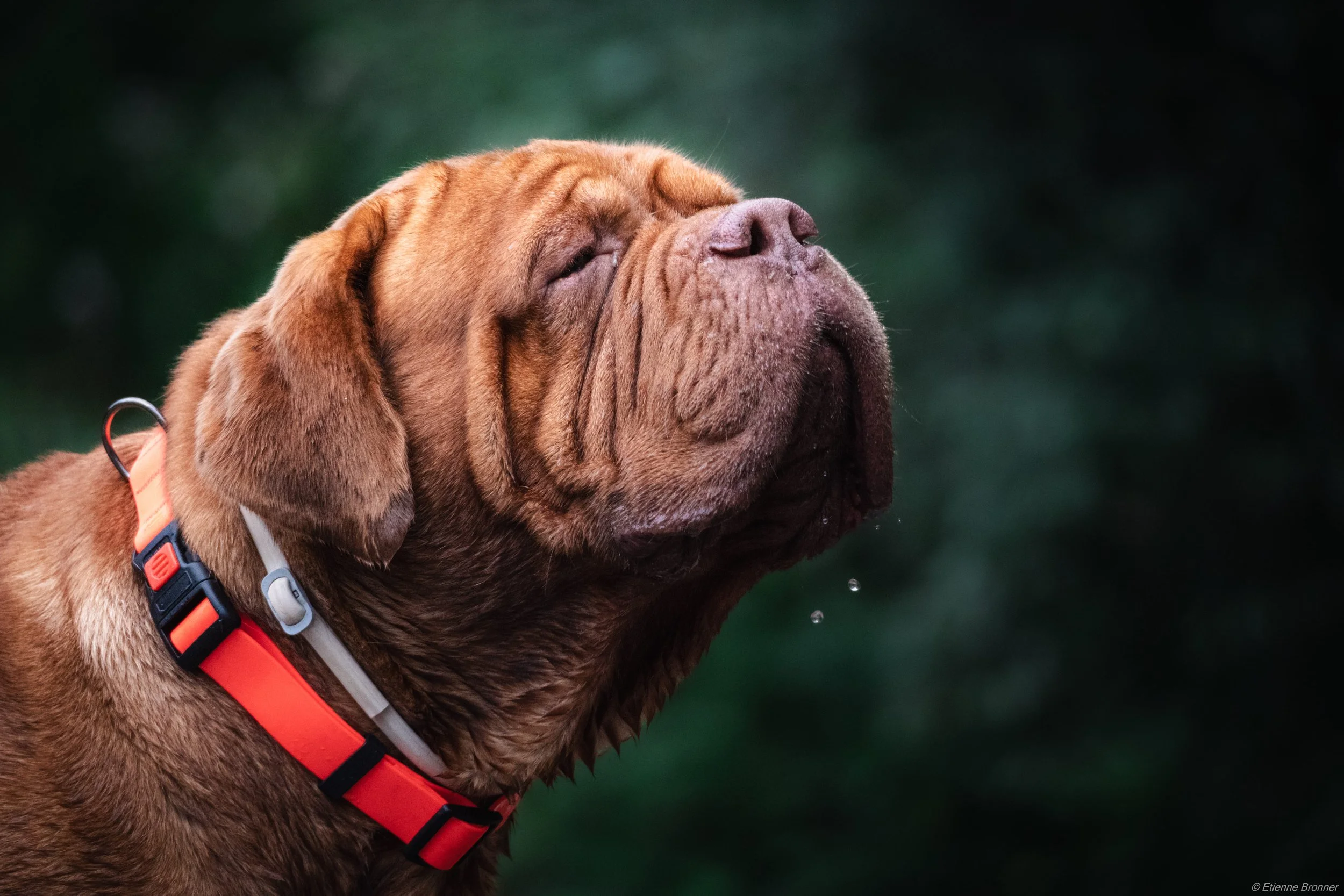 Un chien de race Dogue de Bordeaux avec une robe marron et un collier coloré, qui ferme les yeux et bave légèrement.