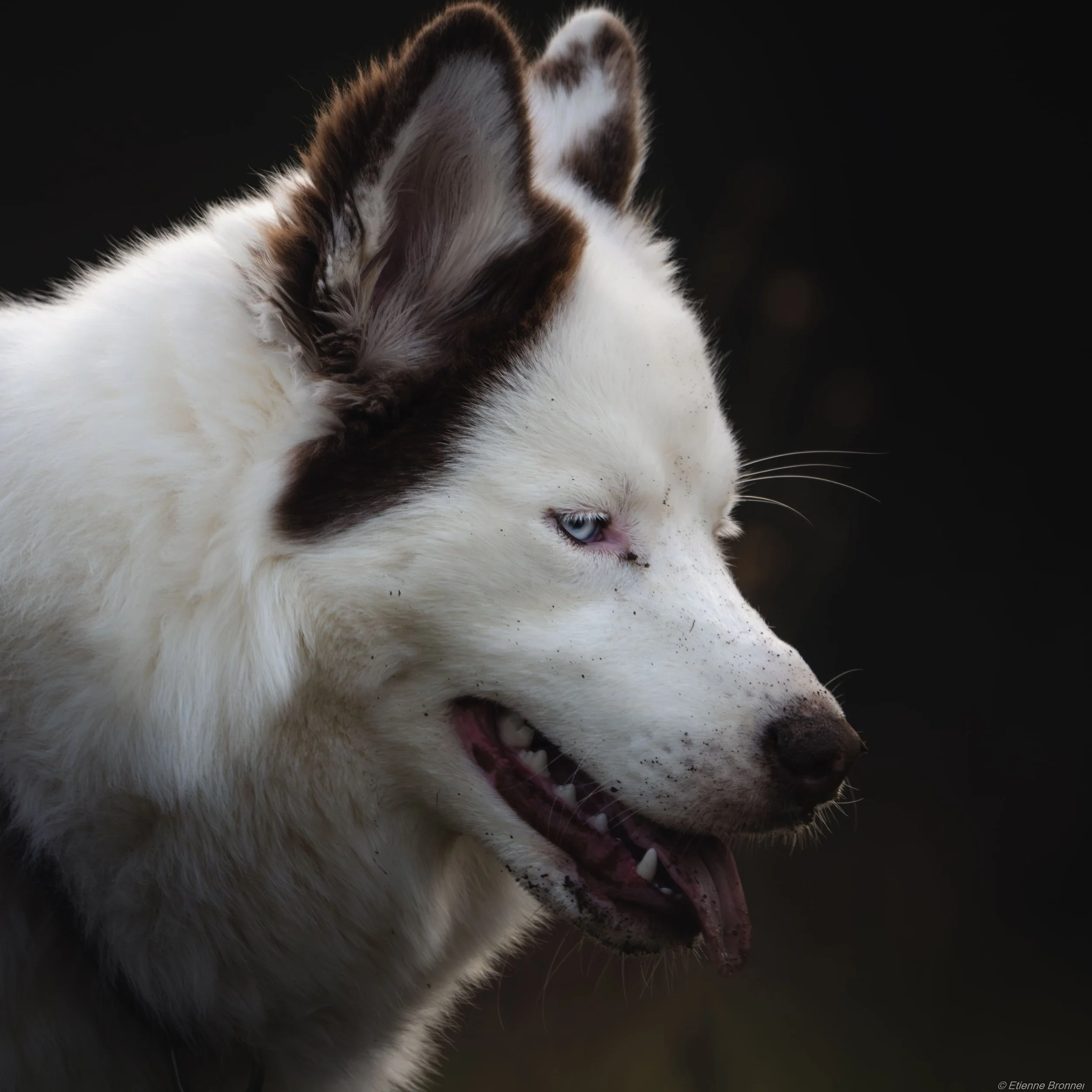 Un chien husky blanc et marron, léchant la patte arrière, avec un fond noir.