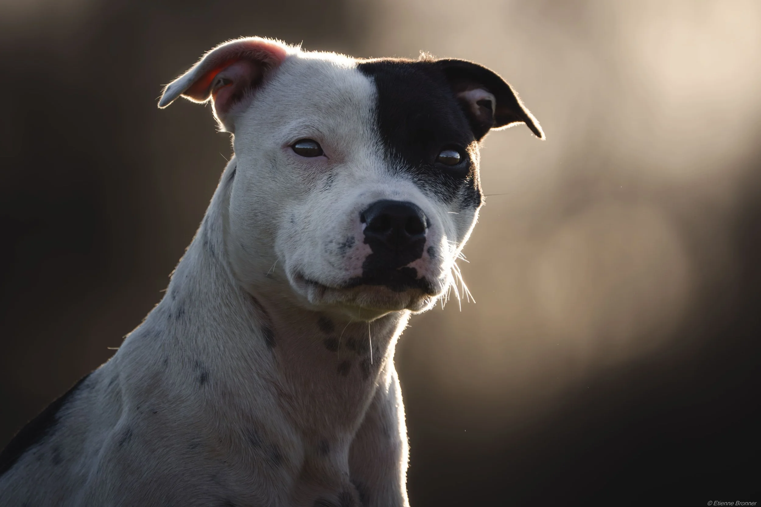 Premier plan d’un chien de race pitbull avec une tache noire autour de l’œil droit, le reste du visage blanc, dans une lumière douce à l’arrière-plan flou.