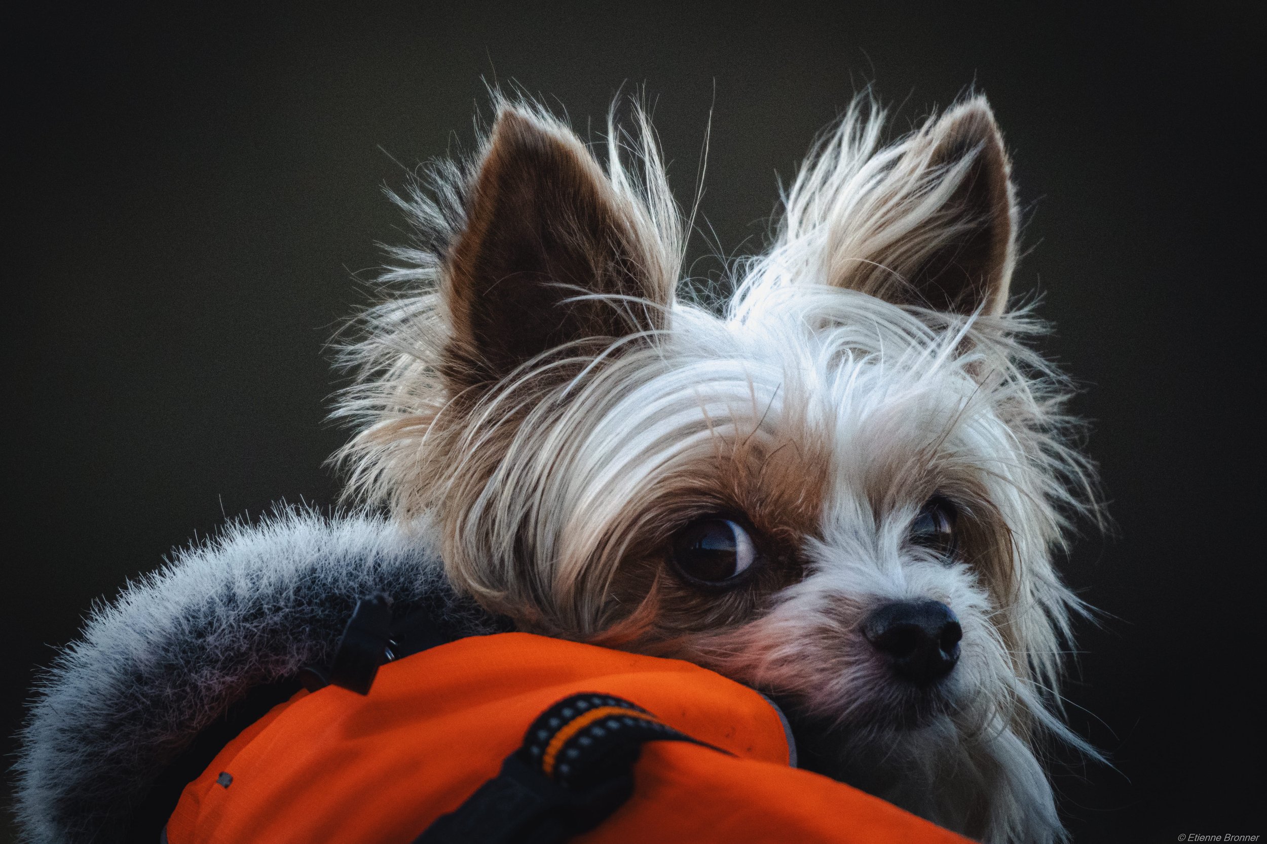 Un jeune chien à poils longs et blancs porte un collier noir et orange, et est assis sur une surface orange, avec un fond sombre.