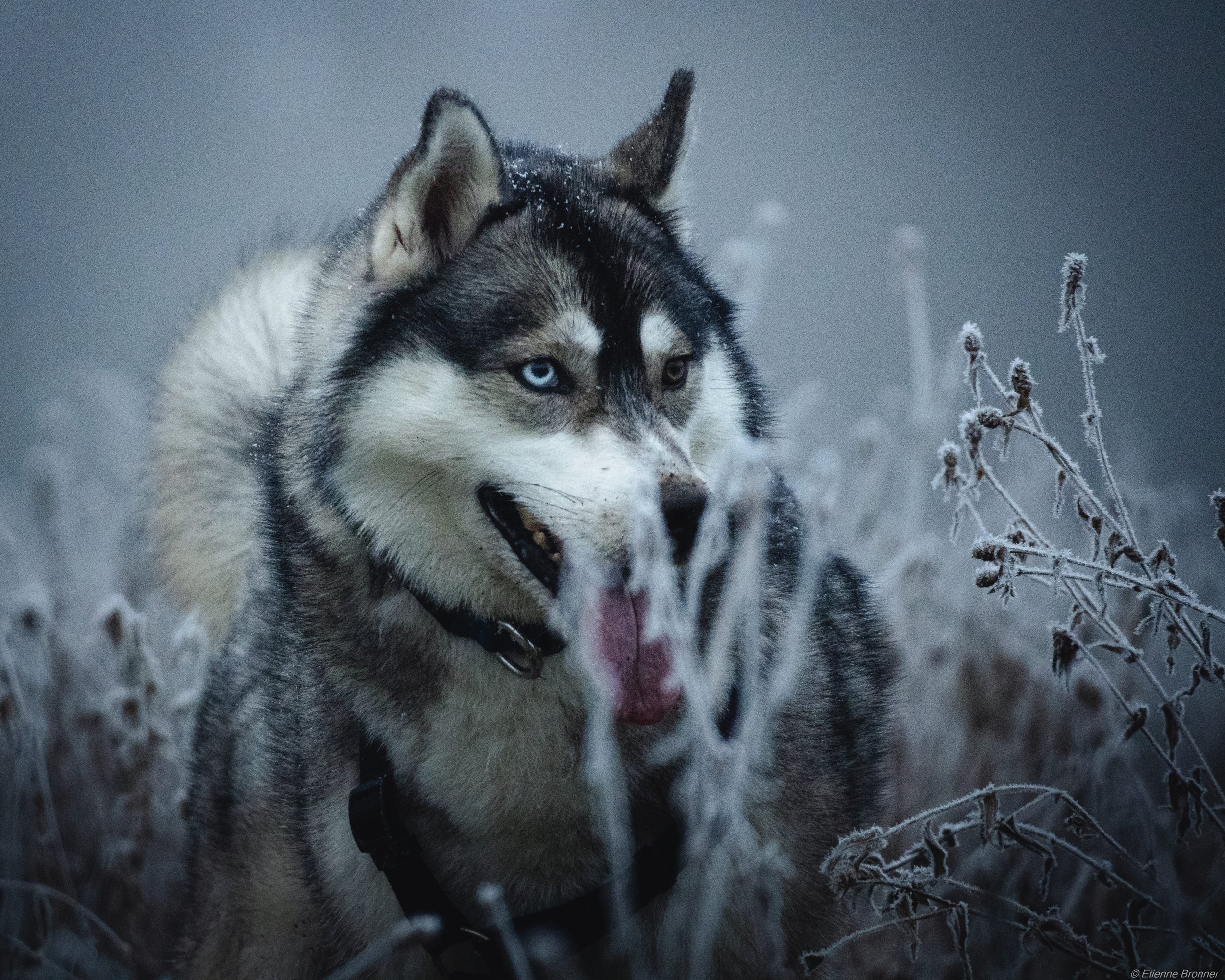 Un husky Siberien à deux yeux, un bleu et un marron, dans un décor hivernal avec de la glace ou de la neige et de la végétation givrée.