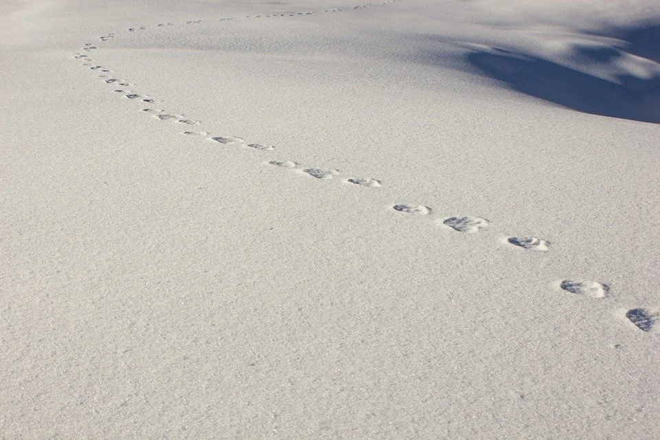 Tracks in the snow leading into the distance with shadows cast on the snow.