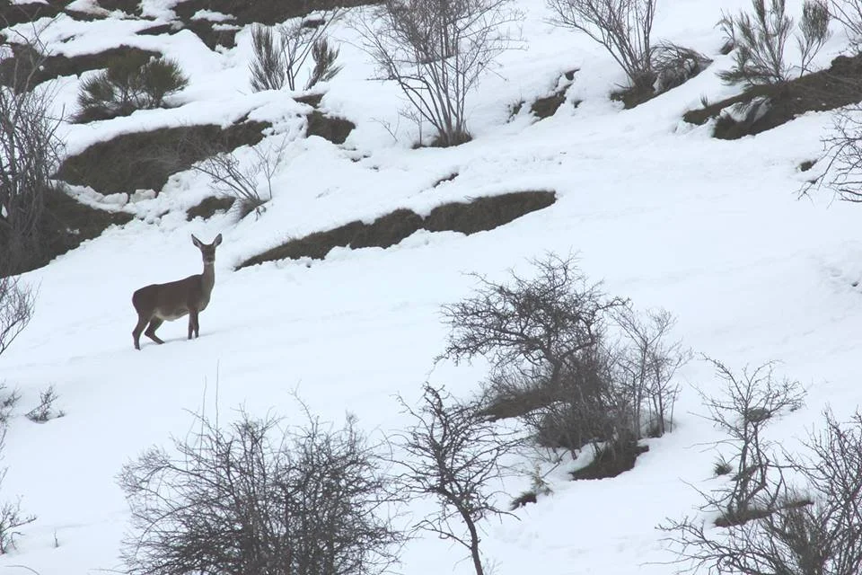 A deer standing on snowy terrain with leafless bushes and trees in the background.