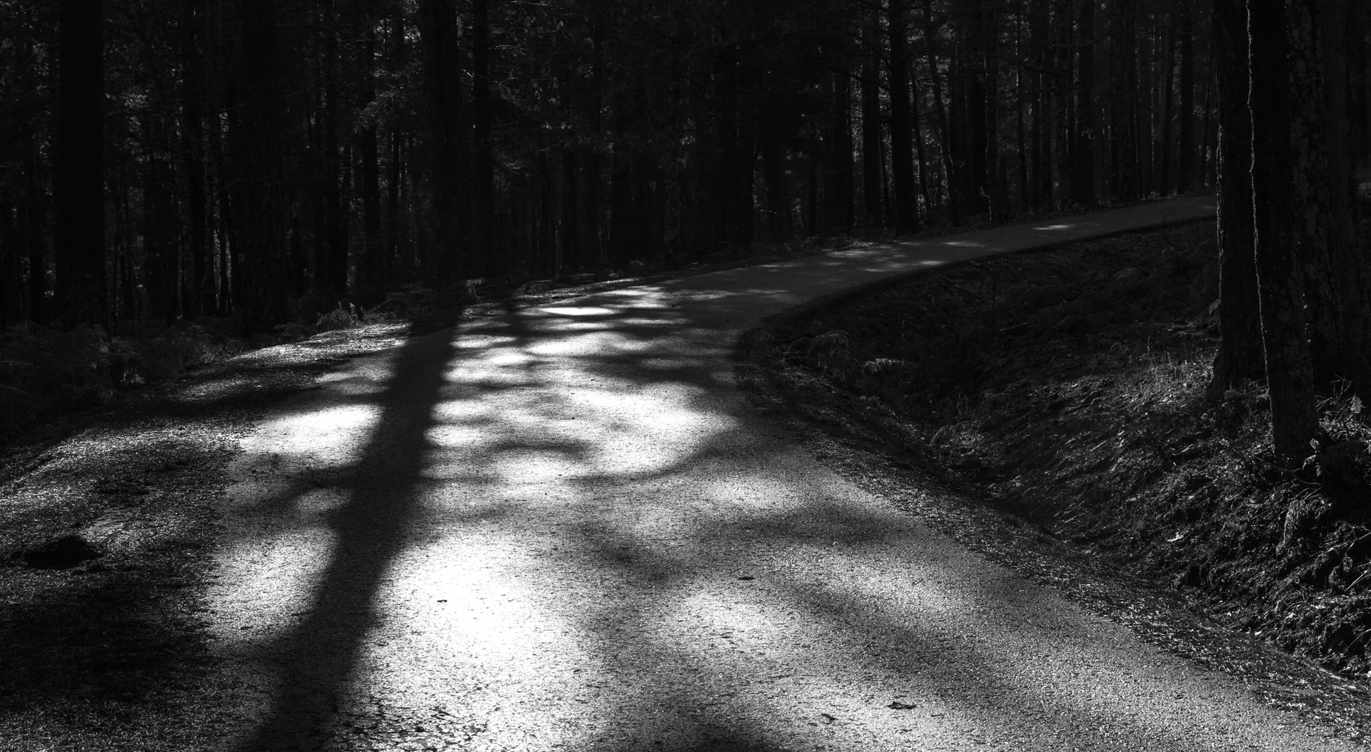 A winding forest road with sunlight filtering through tall trees, casting shadows on the road.