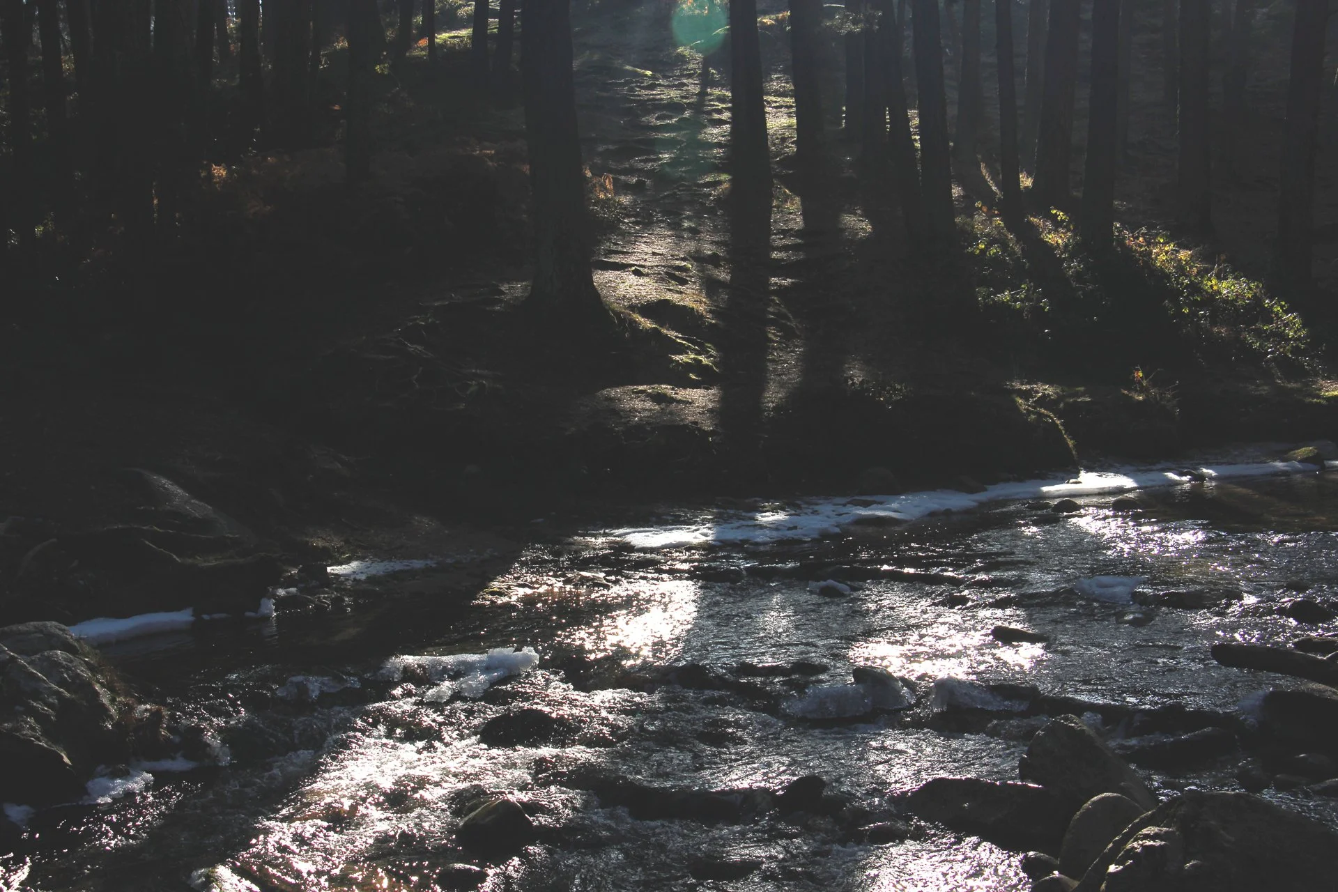 A forest scene with a river running through it, trees casting shadows over the water, and sunlight shimmering on the surface of the river.