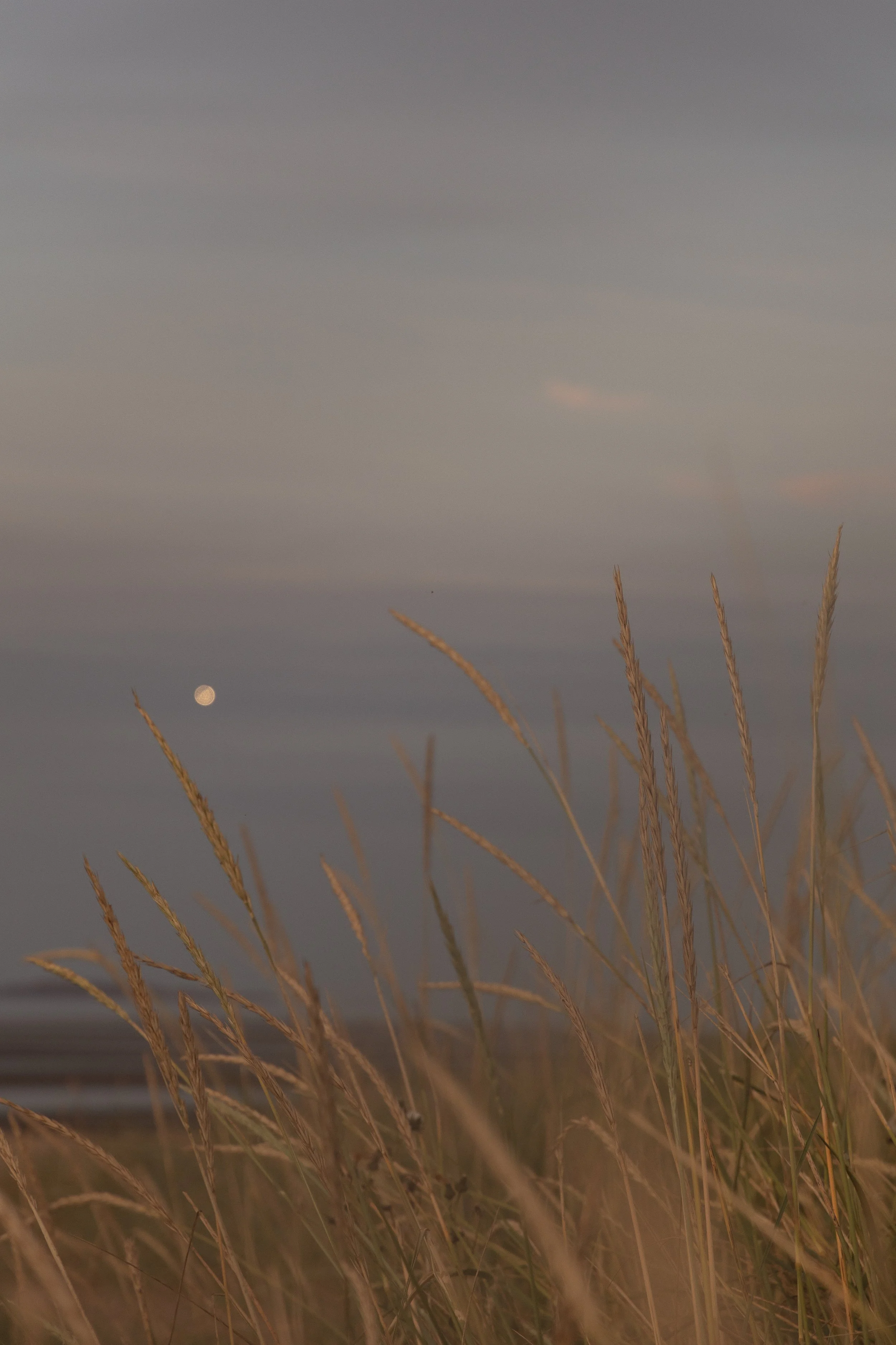 Tall dry grass with a blurry moon in a dusky sky, one of the last august sunset in Cramond beach, one of the beahes in Edinburgh