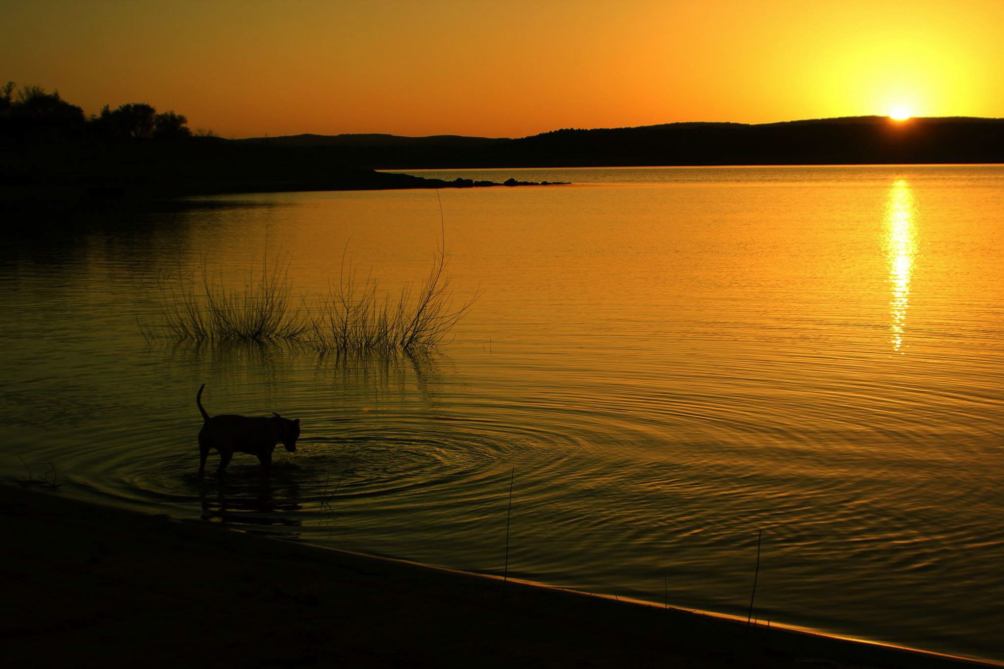 Cat wading in a lake during sunset with a bright yellow sky, reflection on water, and distant hills.