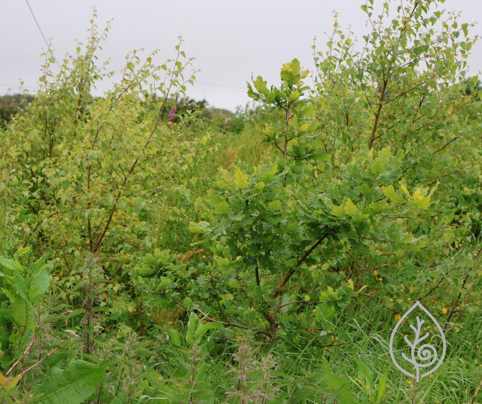 Continuous Forest Cover