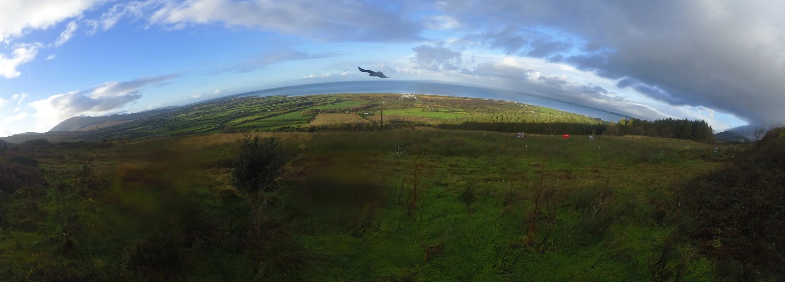 Investing in Native Woodlands in Ireland: The Druath Perspective