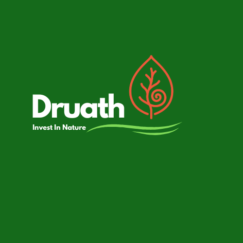 Why Investing in Native Irish Woodlands Makes Environmental and Financial Sense