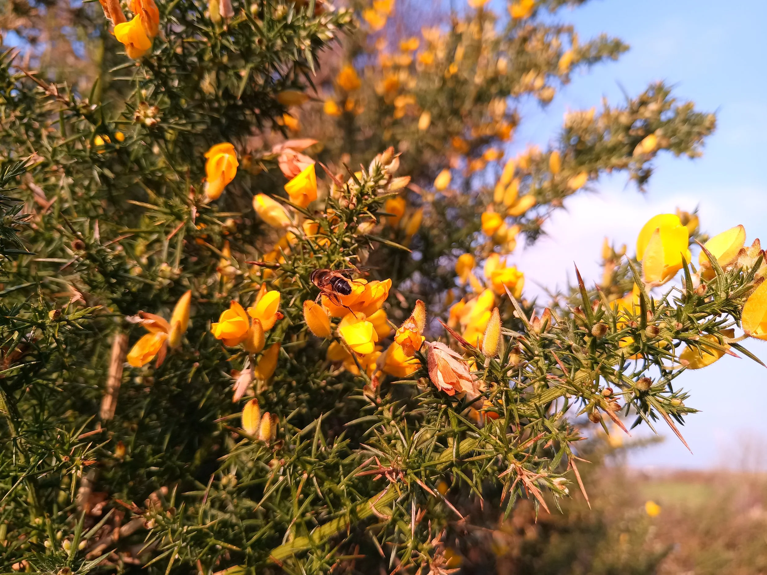 Close-up of yellow gorse flowers on a bush with a bee collecting nectar, against a blue sky background.