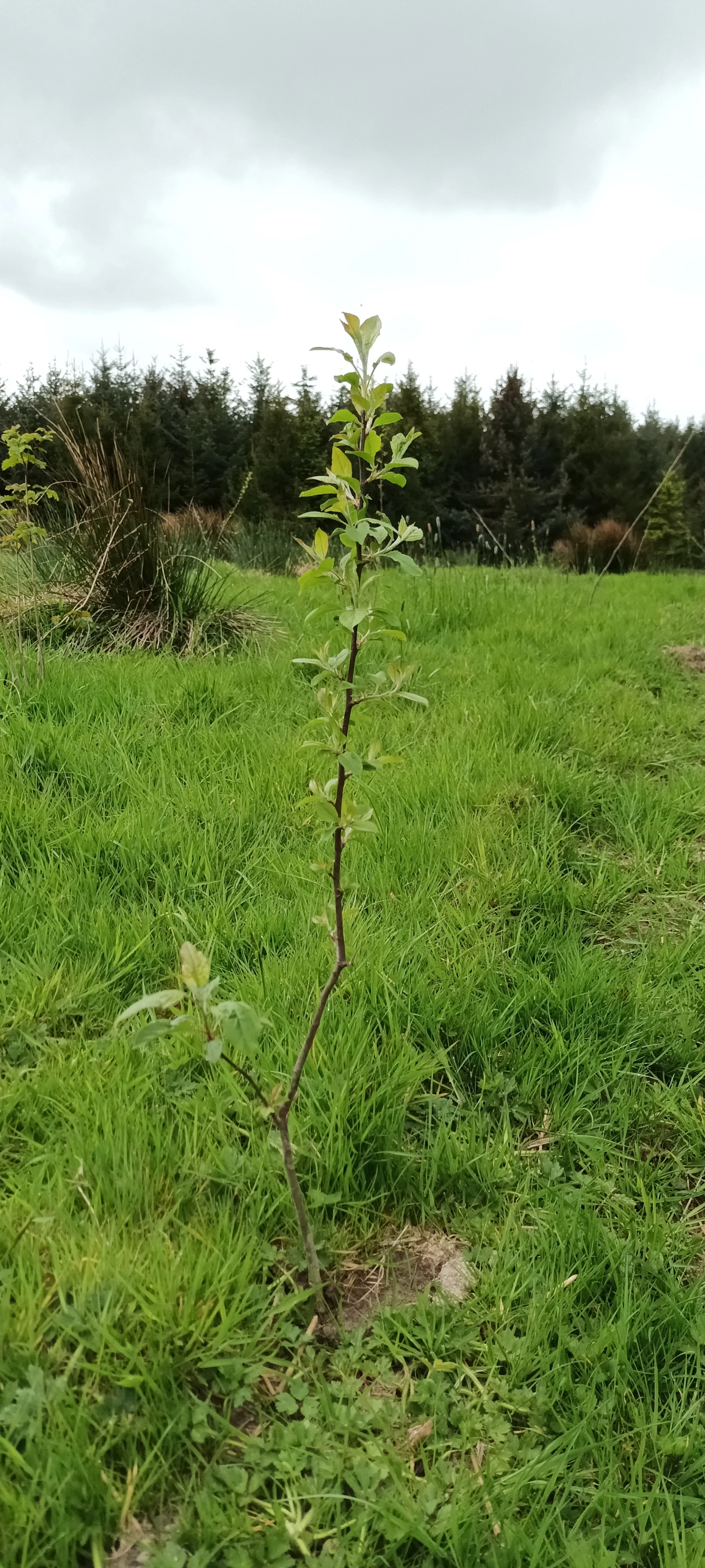 Young plant with green leaves growing in a grassy field, with trees and cloudy sky in the background.