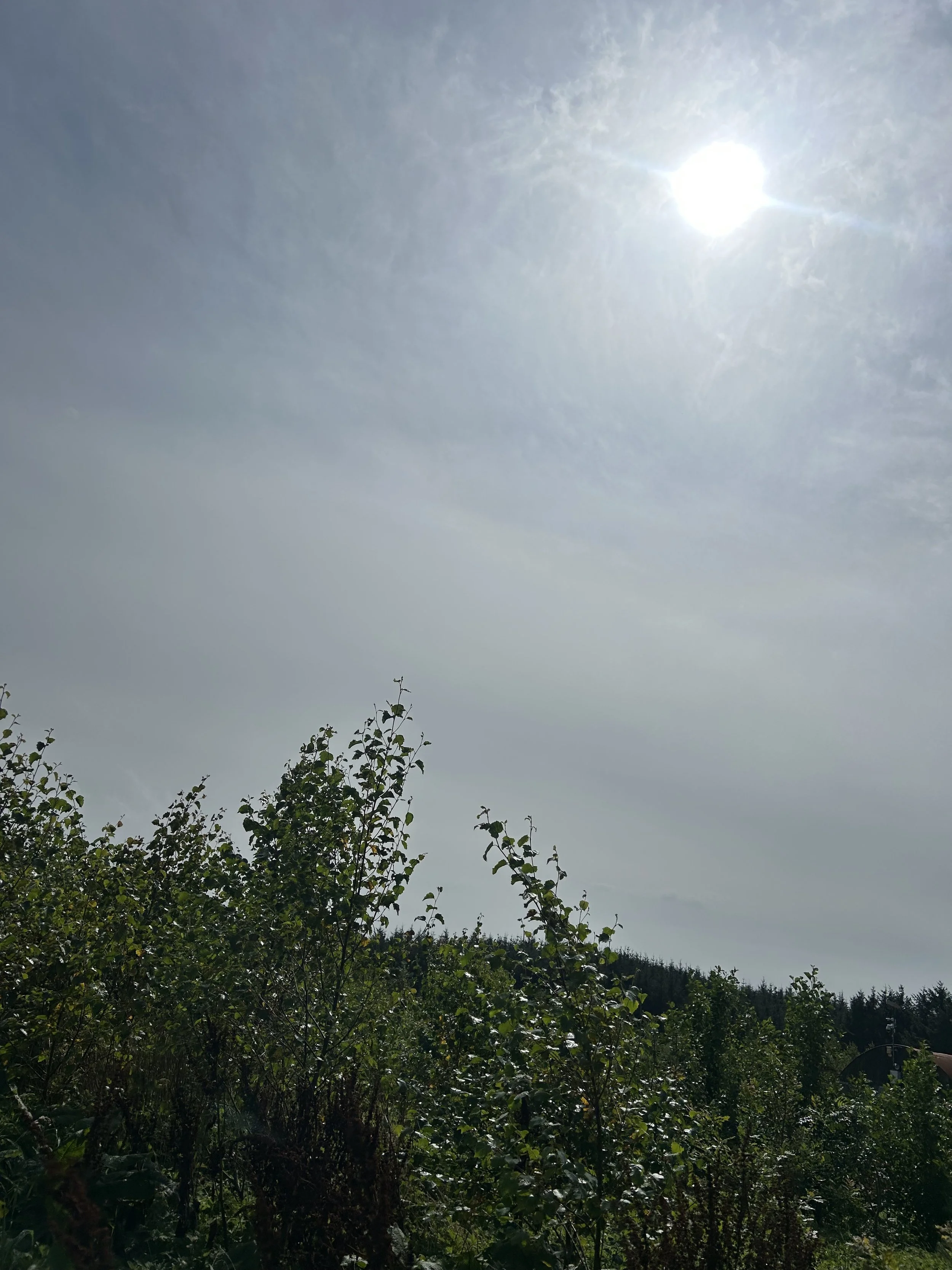 native trees under the sun in west clare