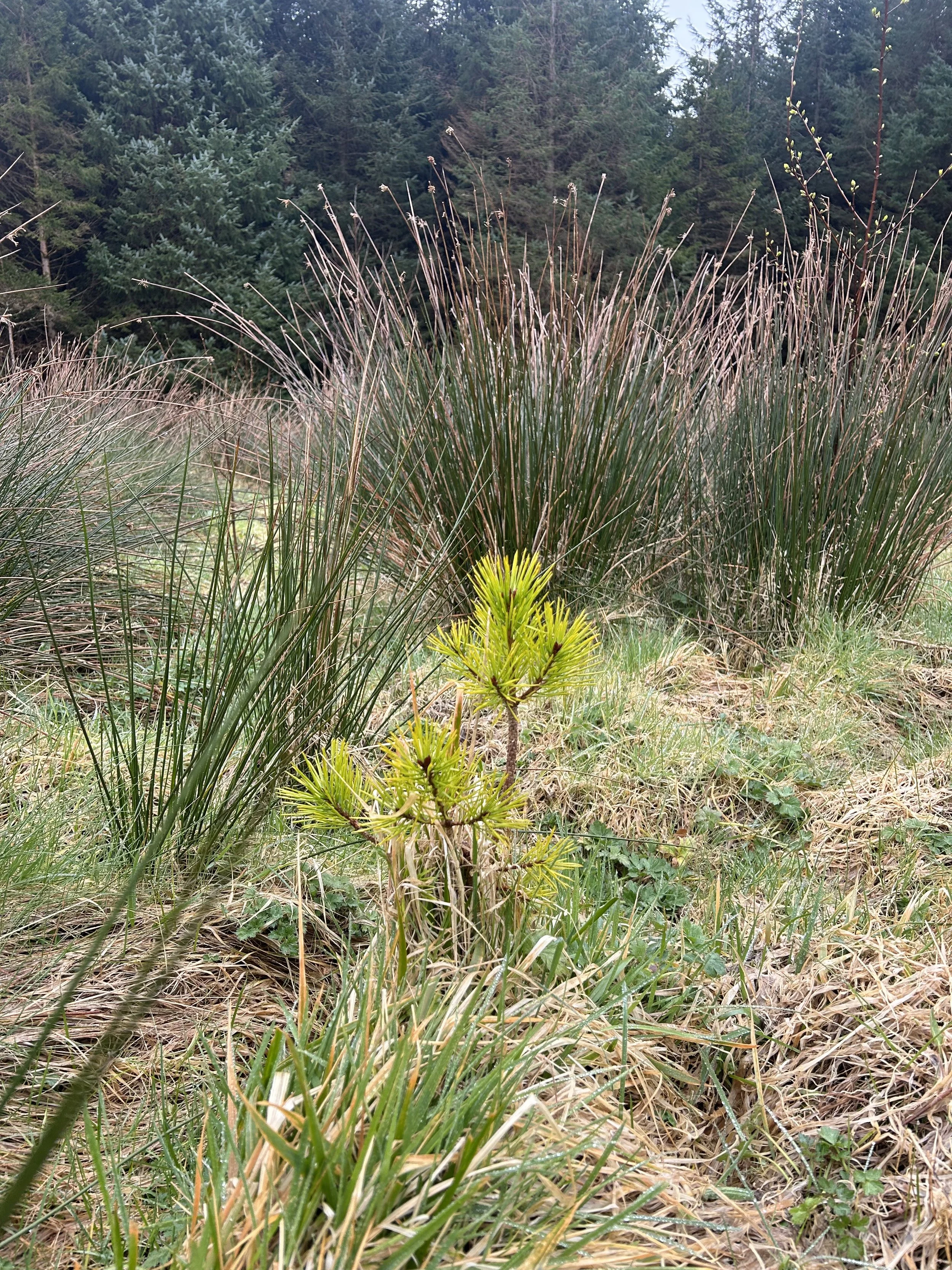 lodge pole pine growing in a field