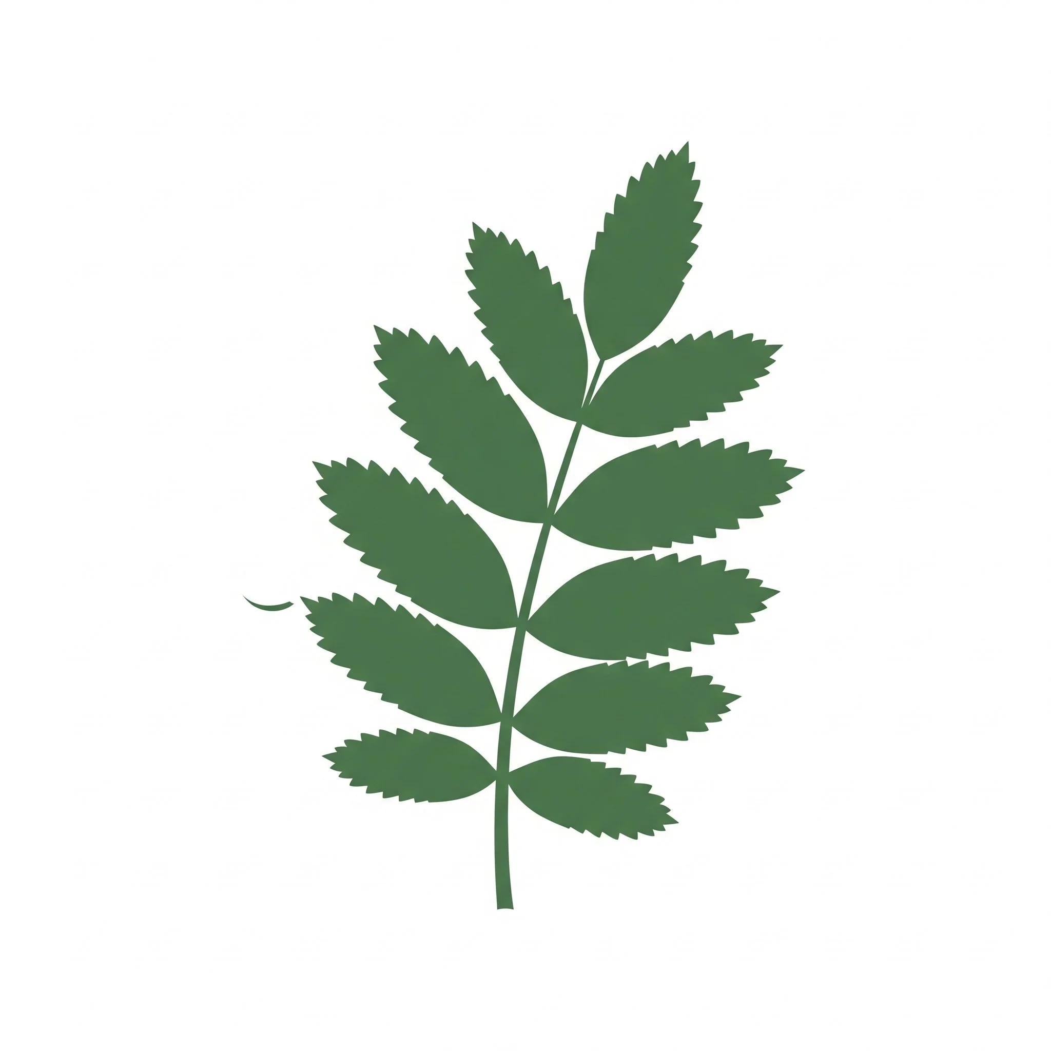 Rowan Leaf Icon