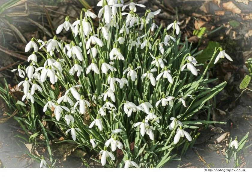 Poynton_DA4_2027 Feb.jpg