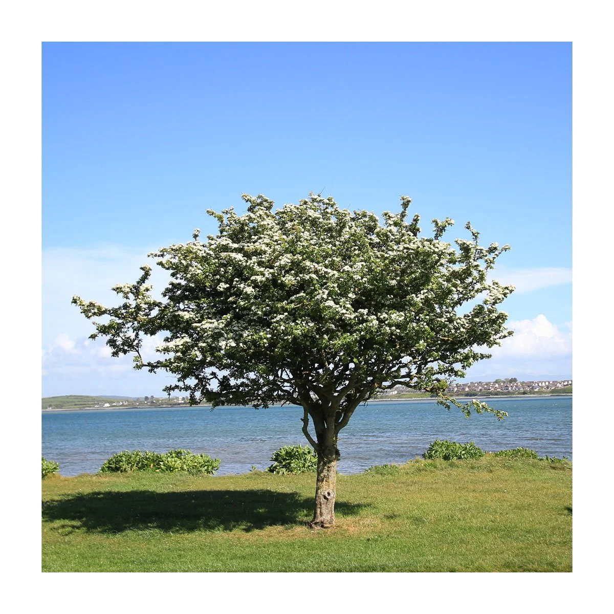 Anglesey greeting card. Lone tree Penrhos.jpg
