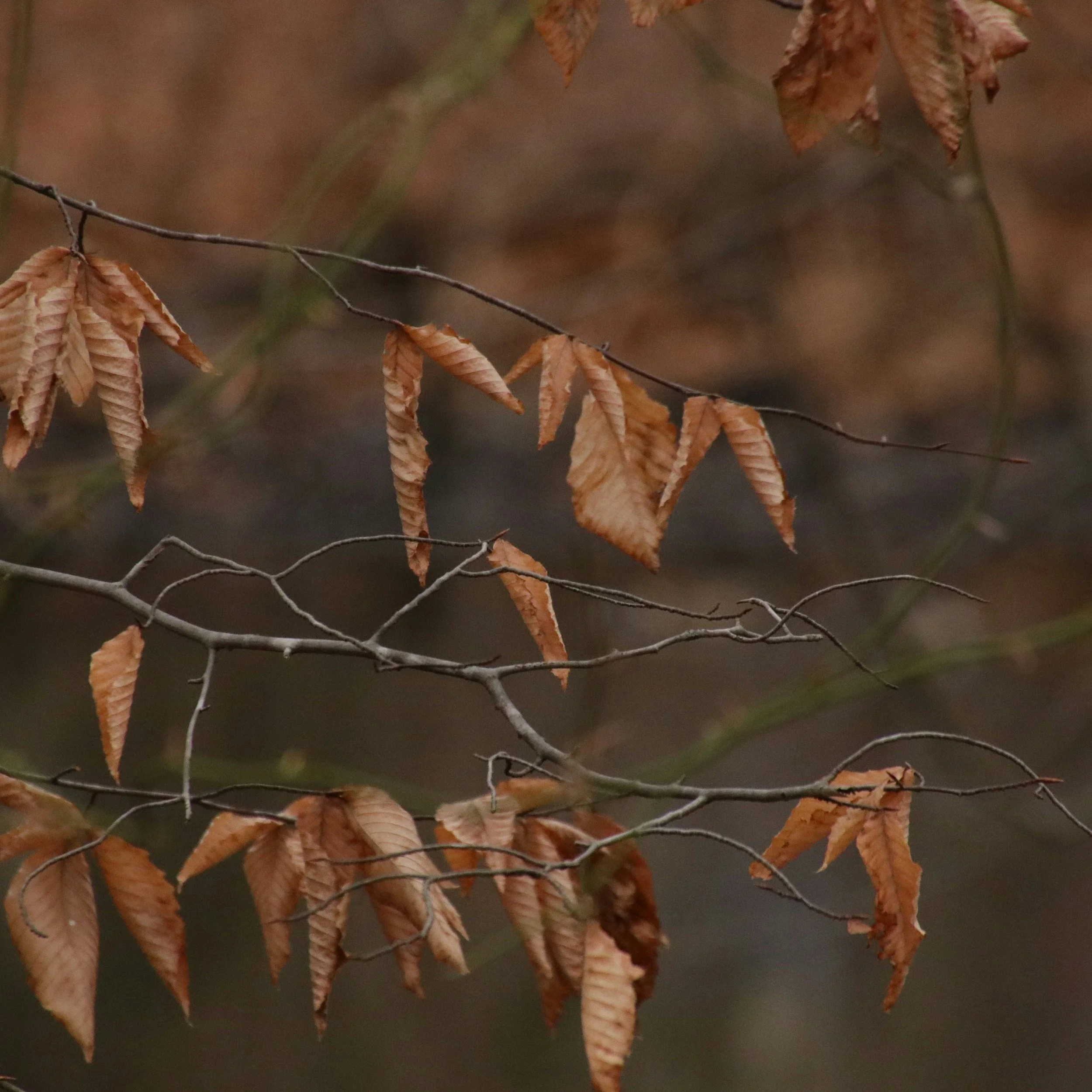 Embracing Autumn: Letting Go Like the Trees