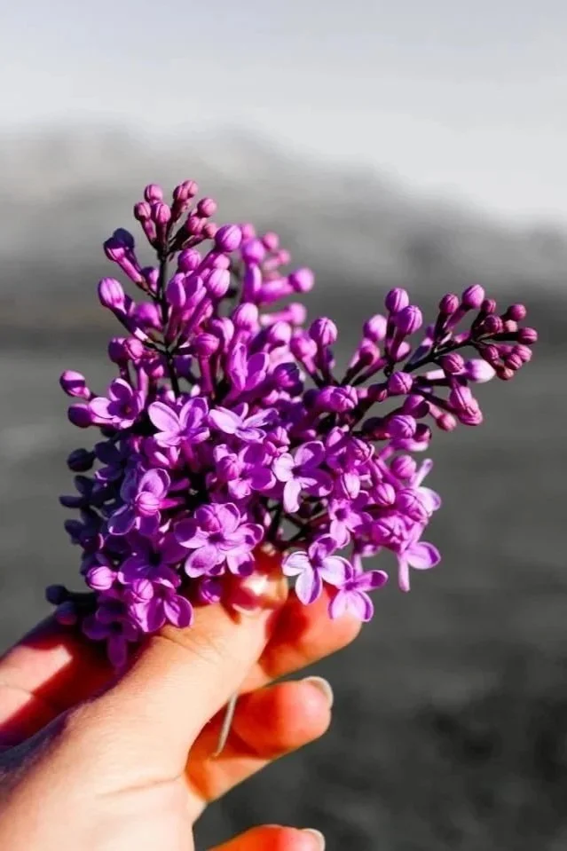 close up of hand holding purple flowers