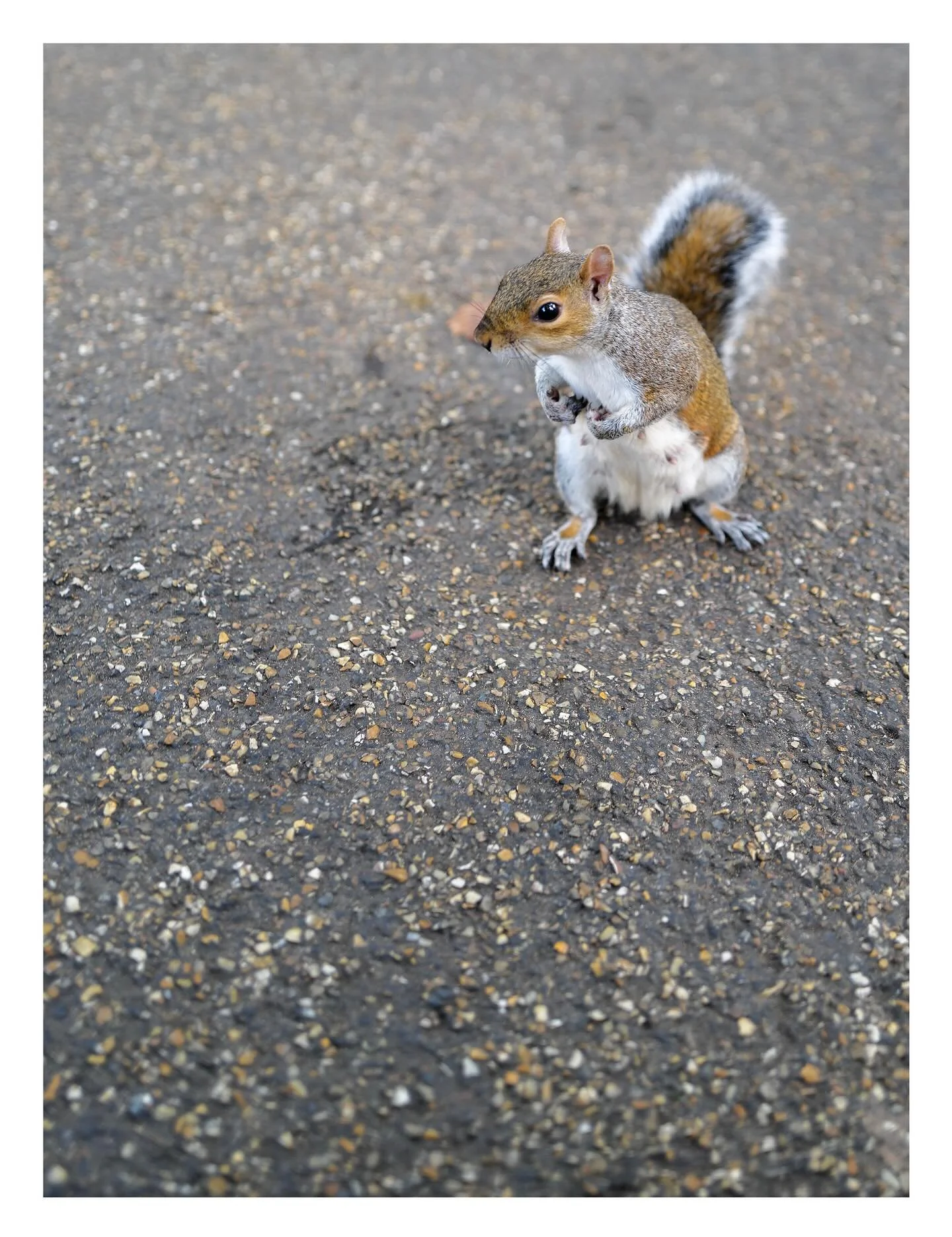 Neugieriges H&ouml;rnchen im St. James Park.