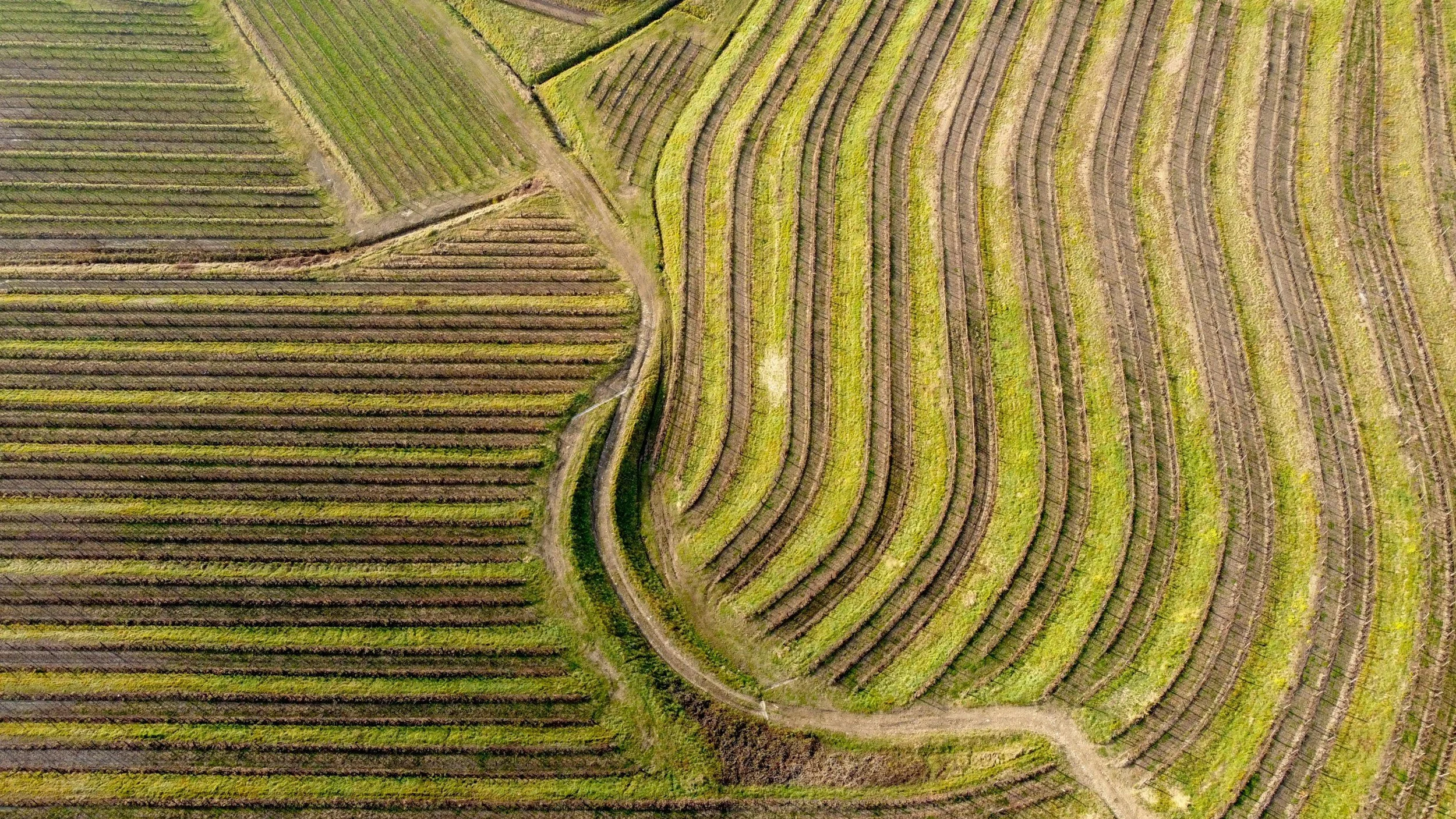 Aerial view of terraced vineyards with green and brown rows, curved dirt paths, and lush grass.