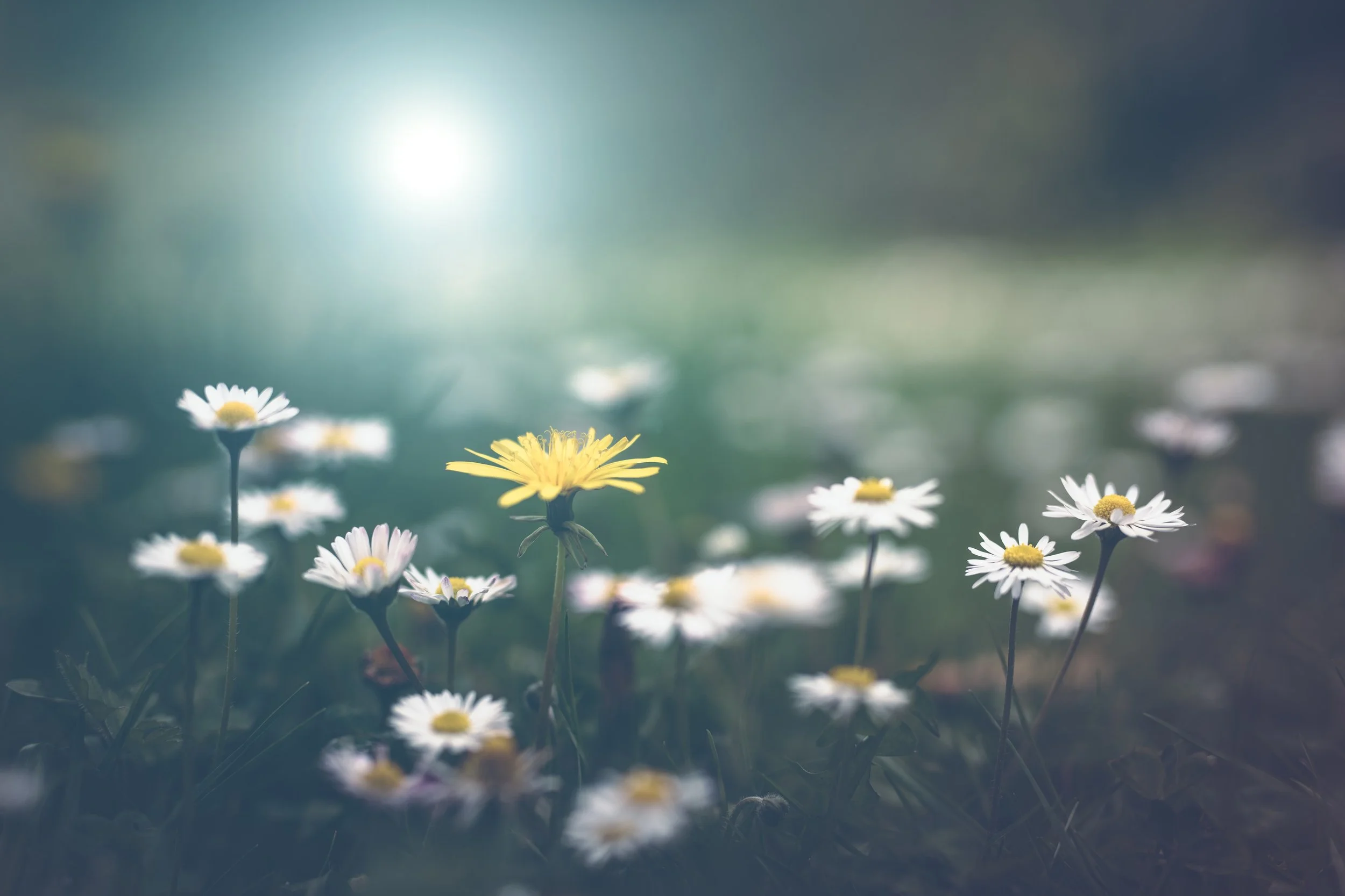 Pushing up Daisies Circles Grief Circles