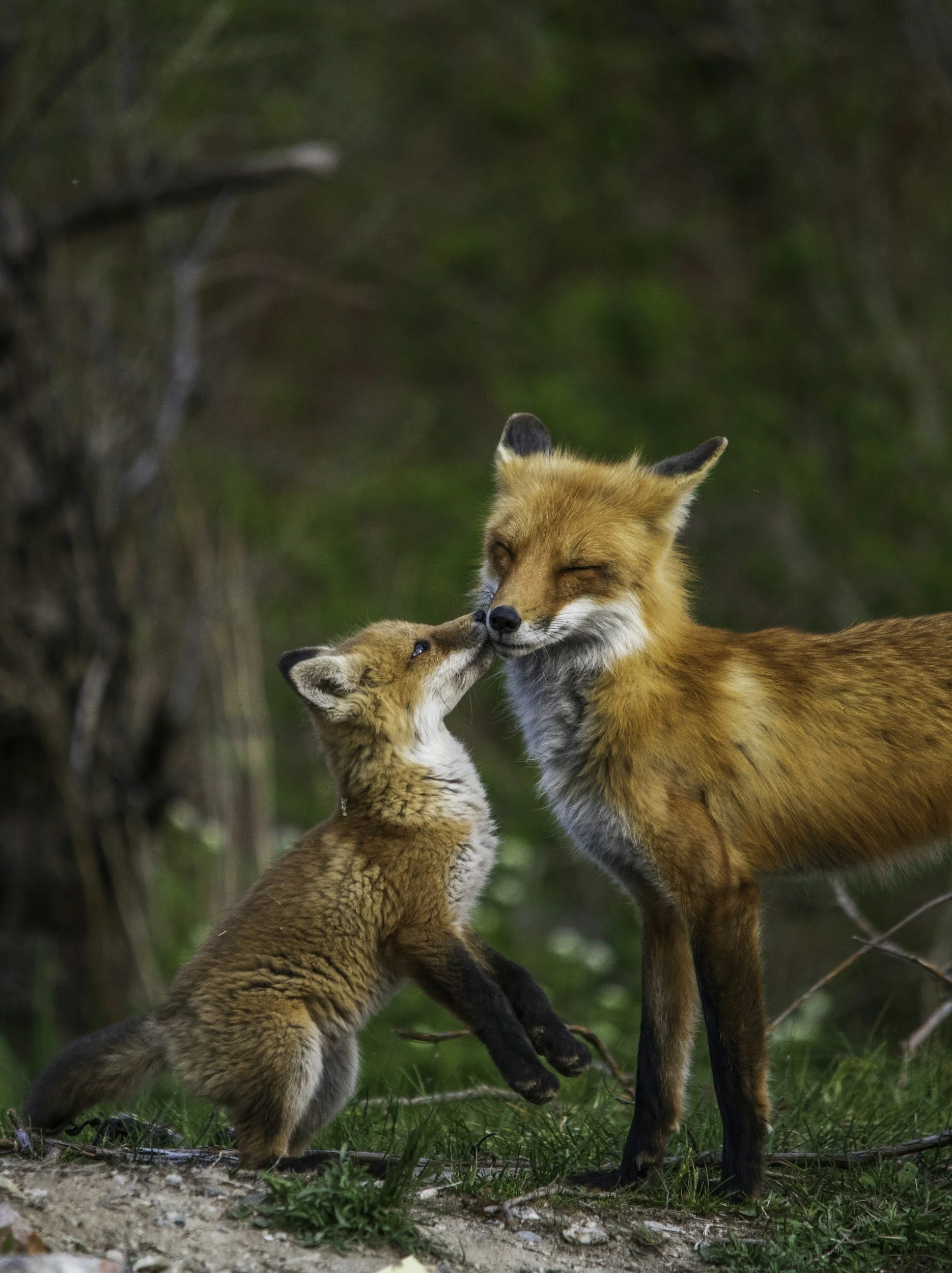 Fox, Wolf, & Tallulah Rose - Pregnancy Loss Circles