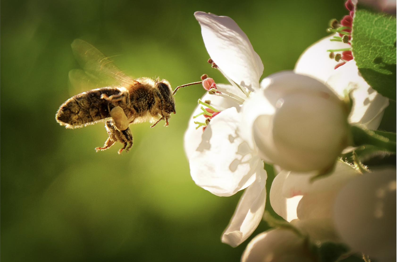 Telling the Bees