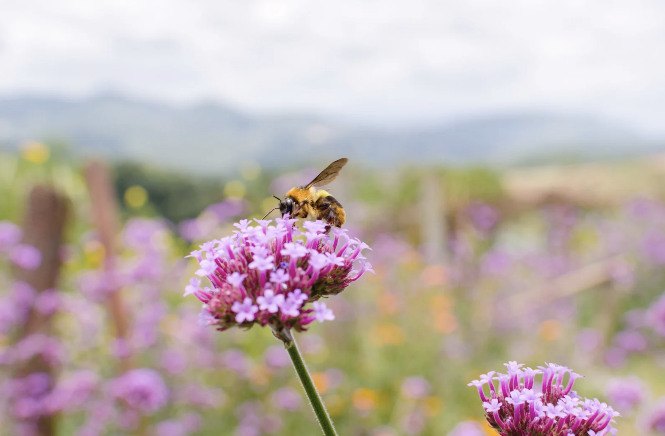 Dreaming with Bees Circles