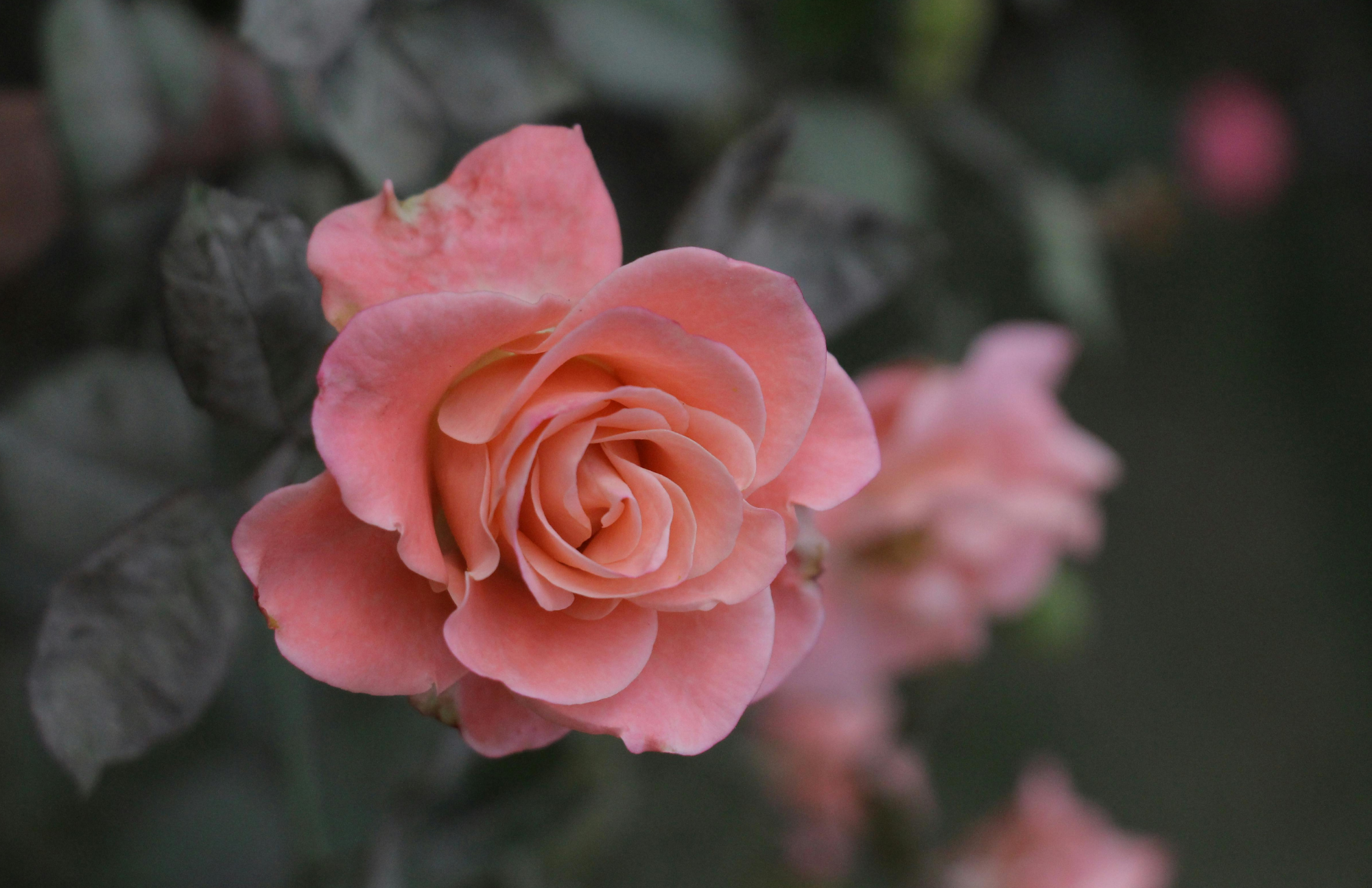 Dreaming with Bees:La Vie En Rose