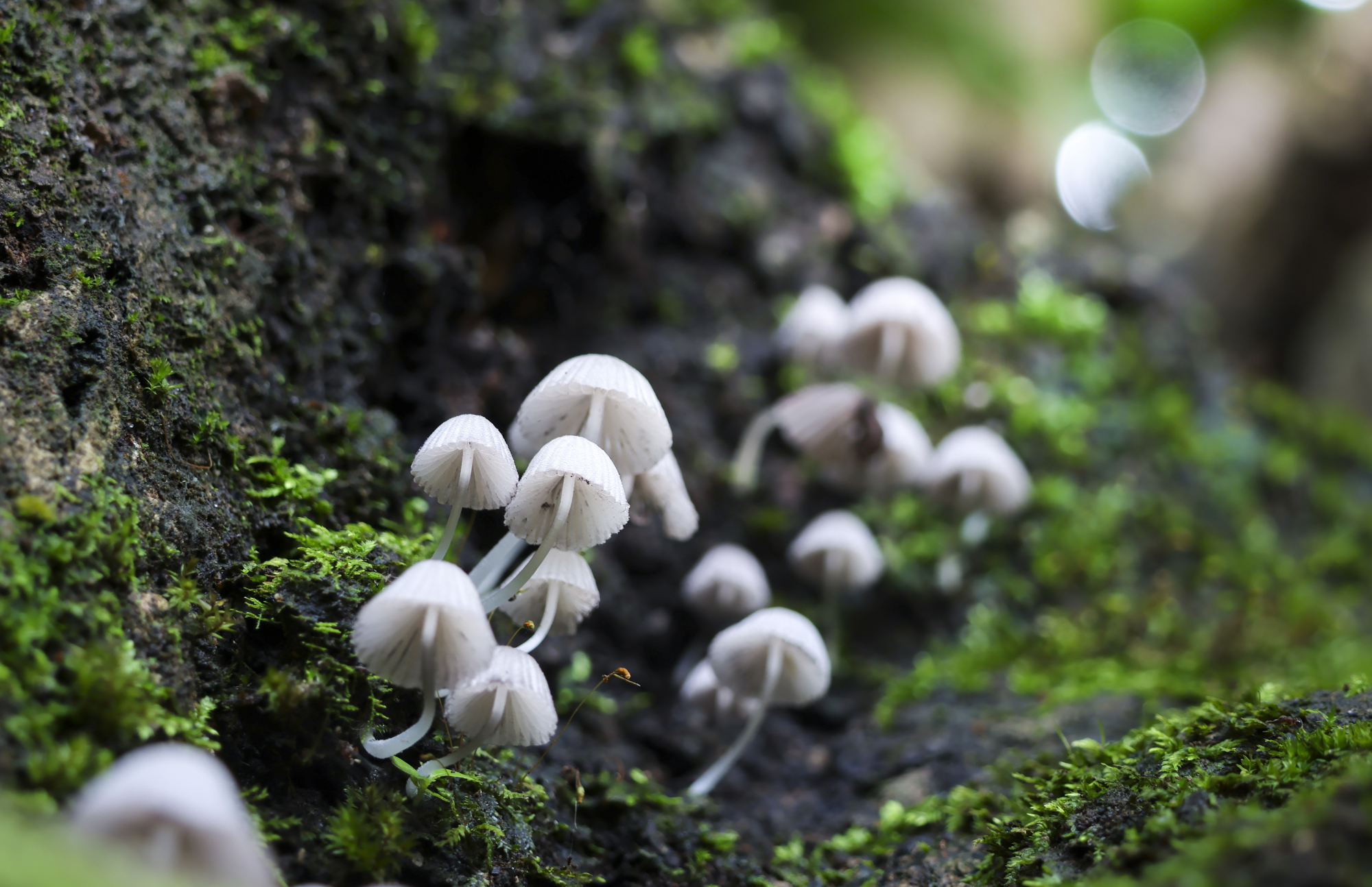 Home Funeral | Green Burial Education & Planning