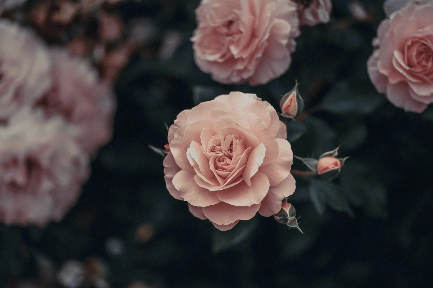 Pregnancy Loss & Sacred Womb Work