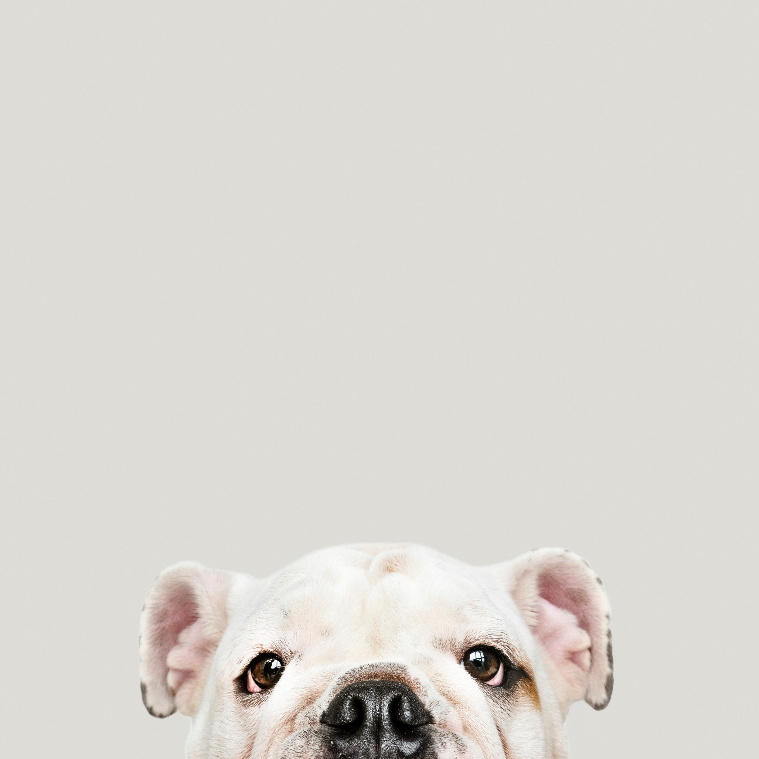 Close-up of a white bulldog puppy's face with a light grey background.