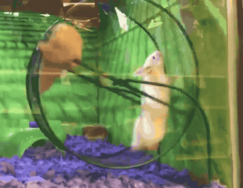 A small hamster standing on its hind legs inside a green cage, looking at a black insect on the cage wall, with green walls and purple bedding.