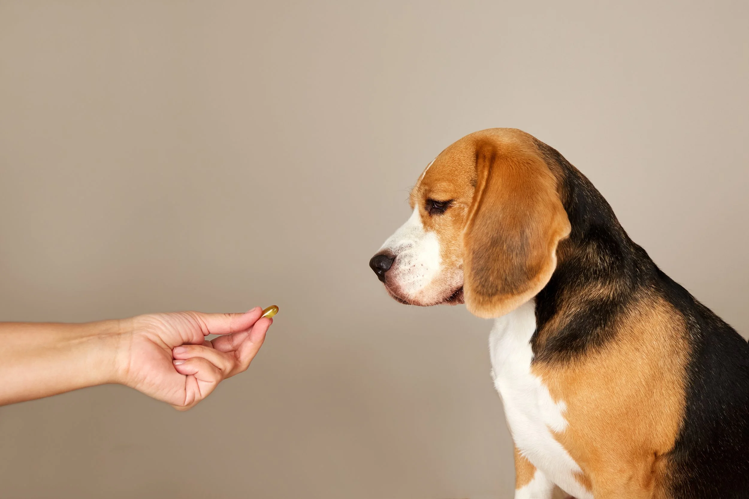 A person holding a capsule in front of a beagle dog.