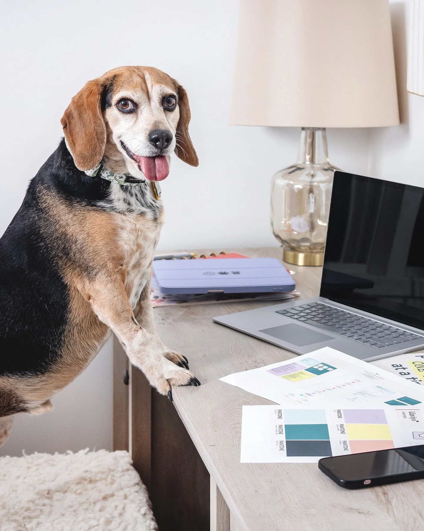 Email segmentation tip of the day &rarr; stop sending the same email to everyone on your list!

Seriously, Rocky says it's so "not fetch."

That's like inviting dog owners to an equestrian competition or sending the new lighting fixtures fo