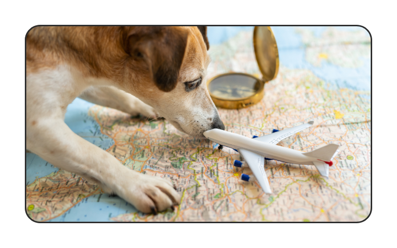 Why your pet business &amp; animal brand needs a welcome sequence (+ template included!)